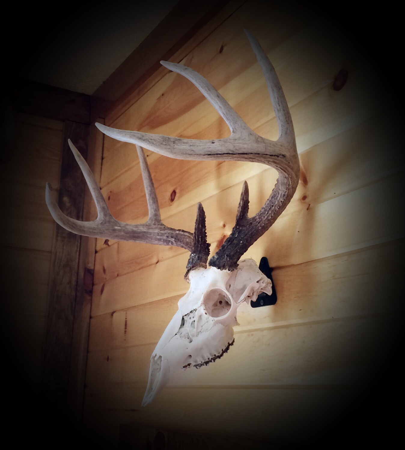 European Skull Mount Hanger *The EuroHanger*  Deer Skull Hook