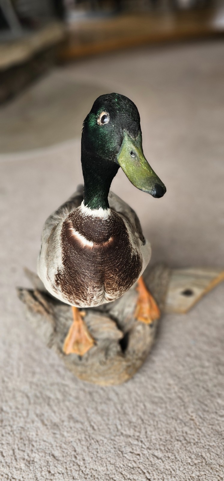 Vintage Antique Taxidermy Mount Mallard Duck Drake on Wood
