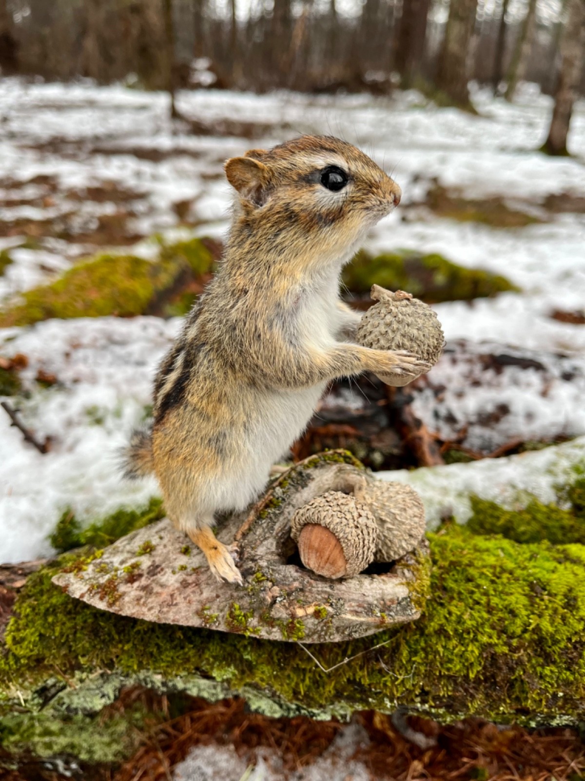 Chipmunk Taxidermy, Eastern Chipmunk Mount, Squirrel Taxidermy, Nature,Gift! NEW