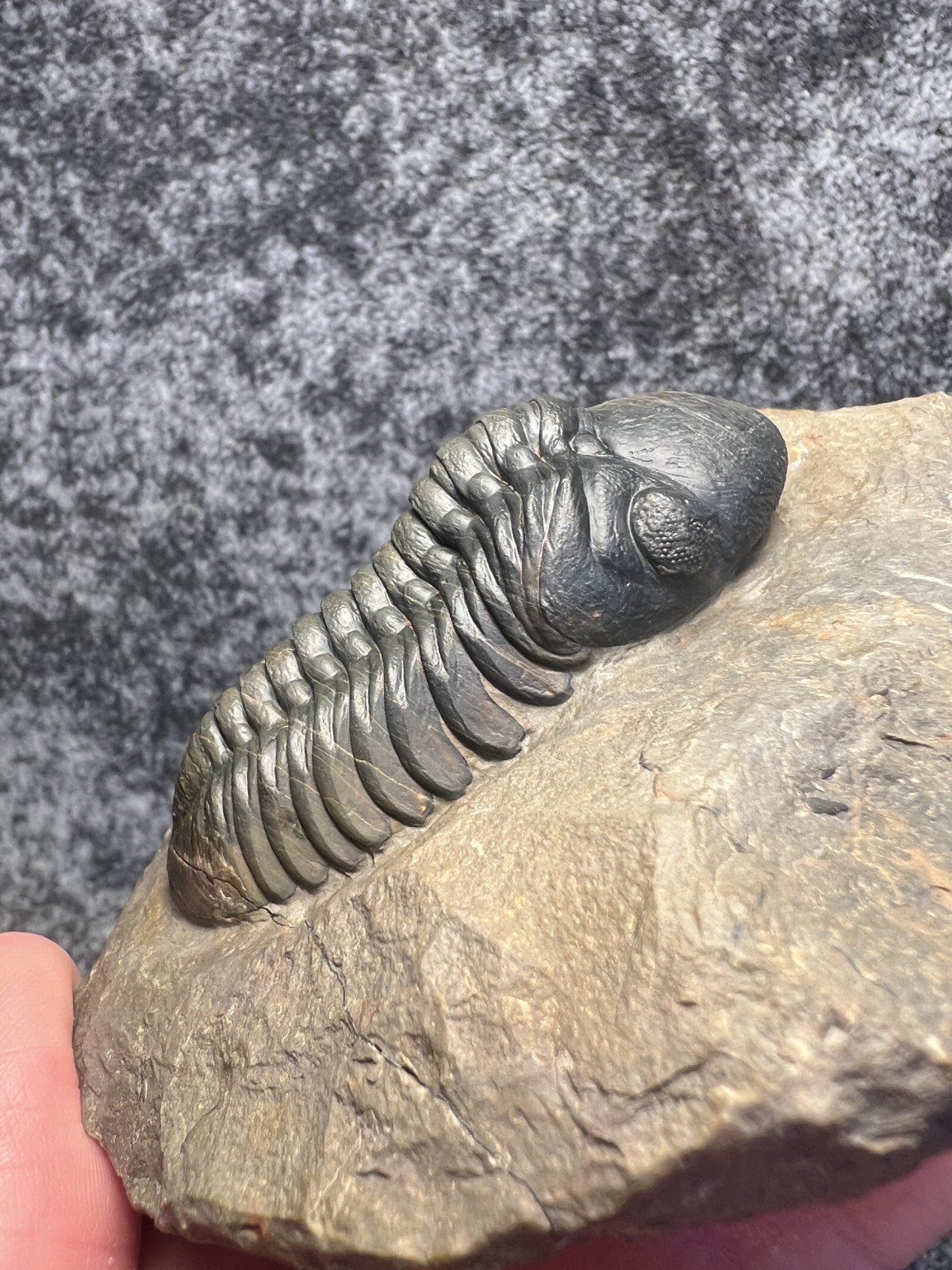 Reedops Trilobite Fossil – Detailed Collector Specimen