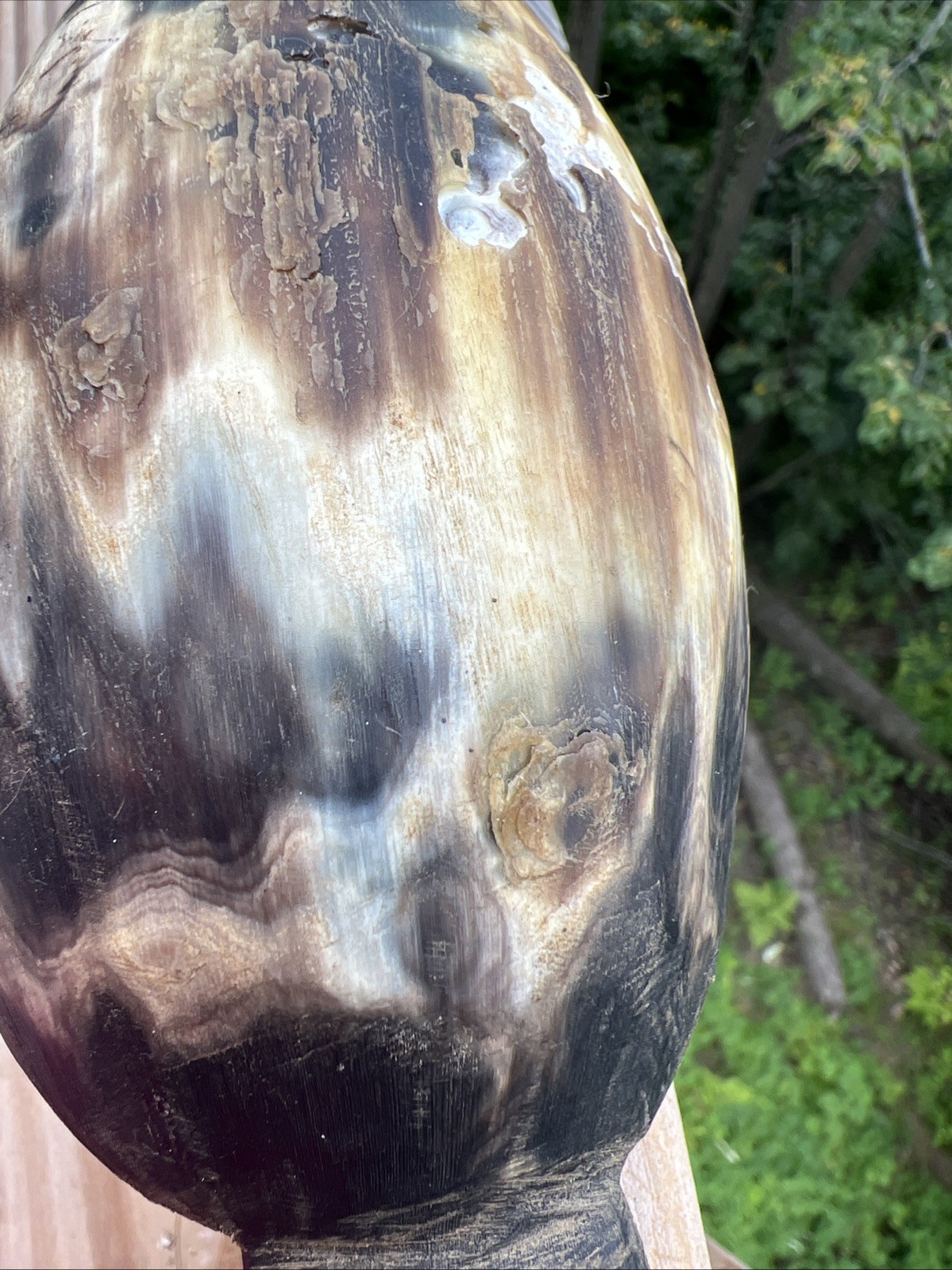 Original Native American Indian Hand carved Goat Horn Spoon; Late 19th Cent.