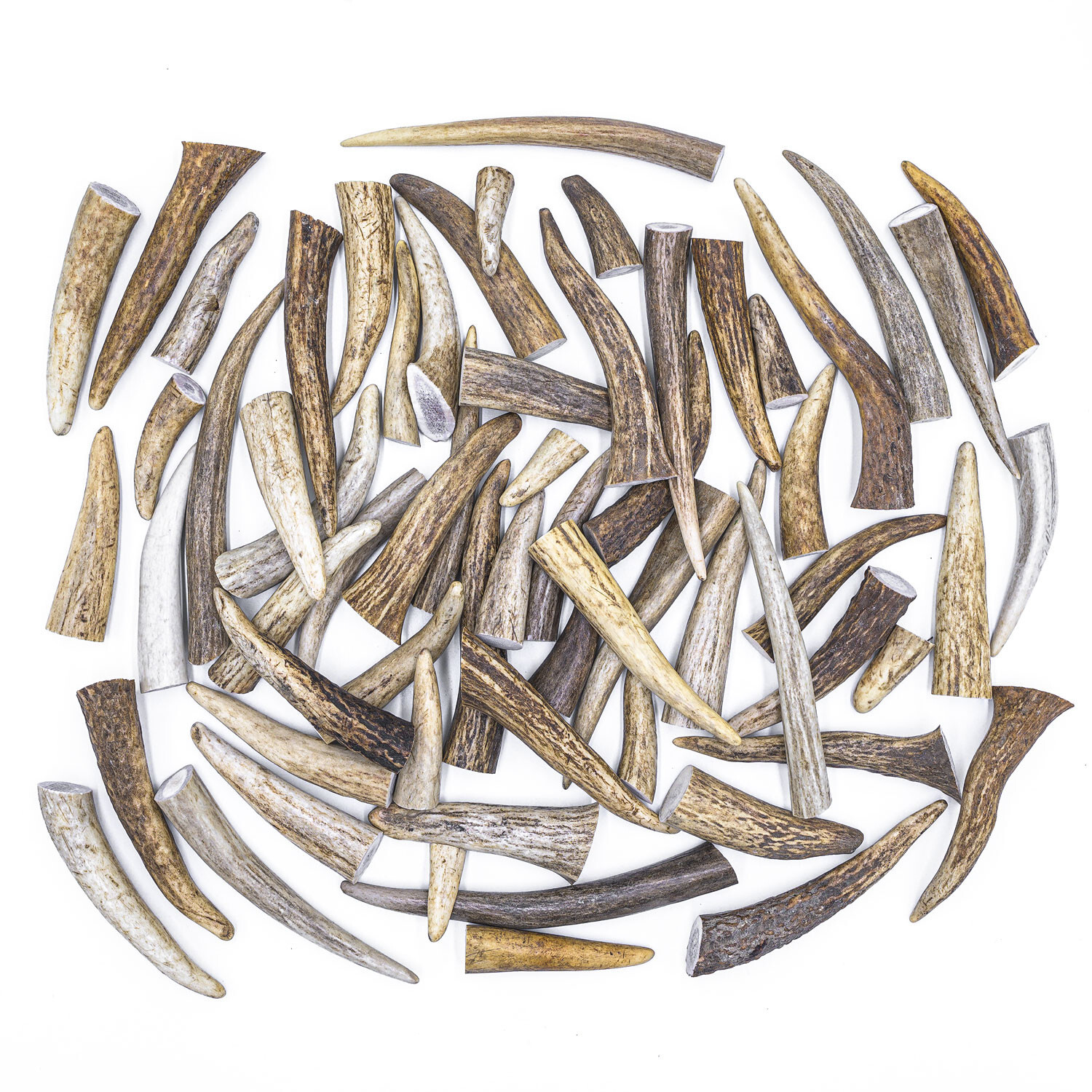 50 Deer / Elk Antler Tips Tines A GRADE ONLY - ASSORTED Craft Antlers
