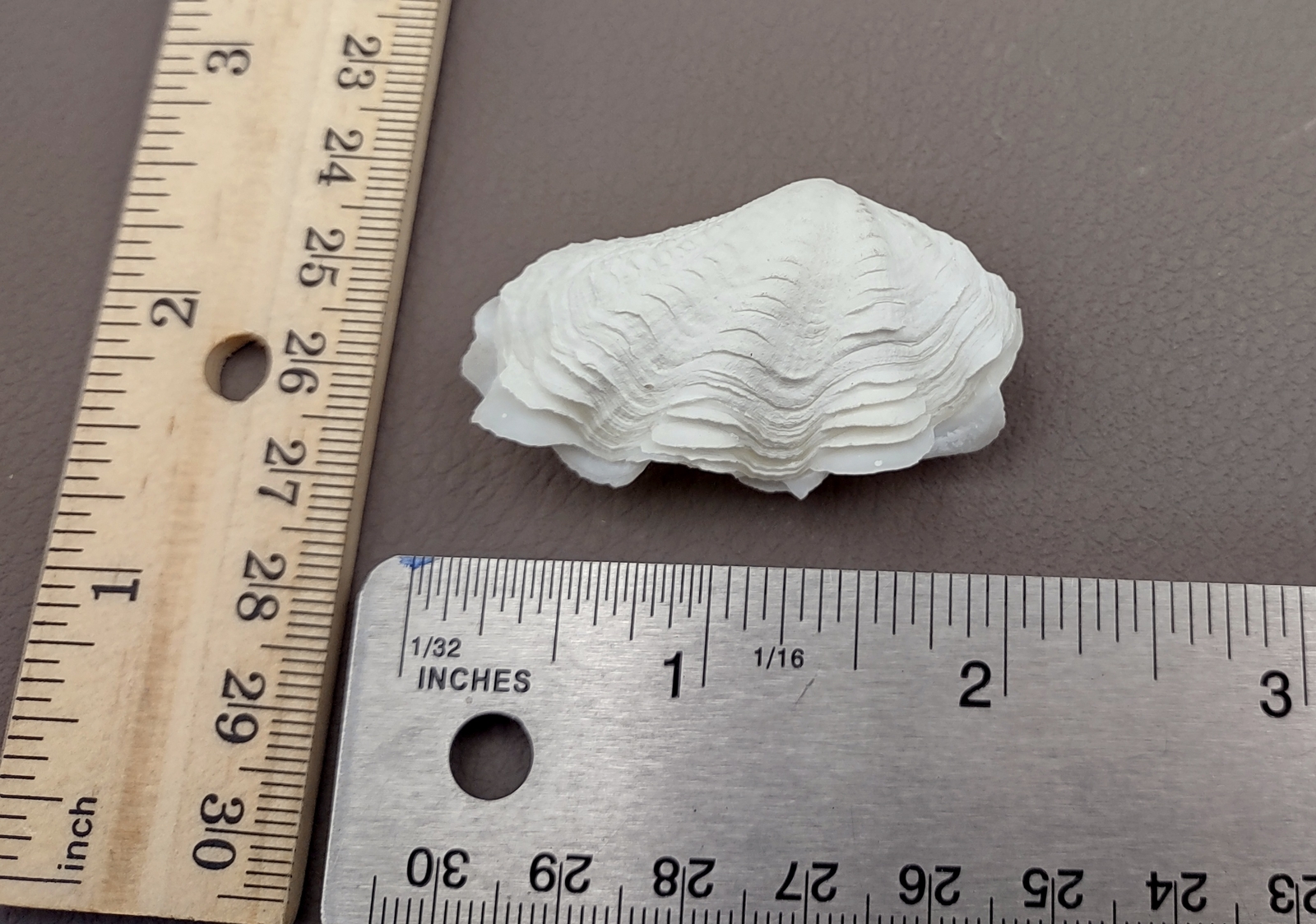 Mini Derasa Clam Seashell White Tridacna Derasa (1 shell approx. 1+ inches)