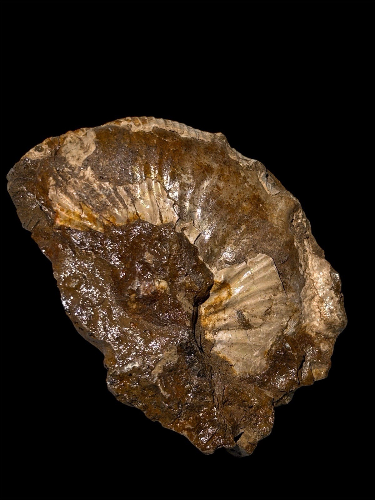 Ammonite Fossil Bundle Lot of 5 Specimens