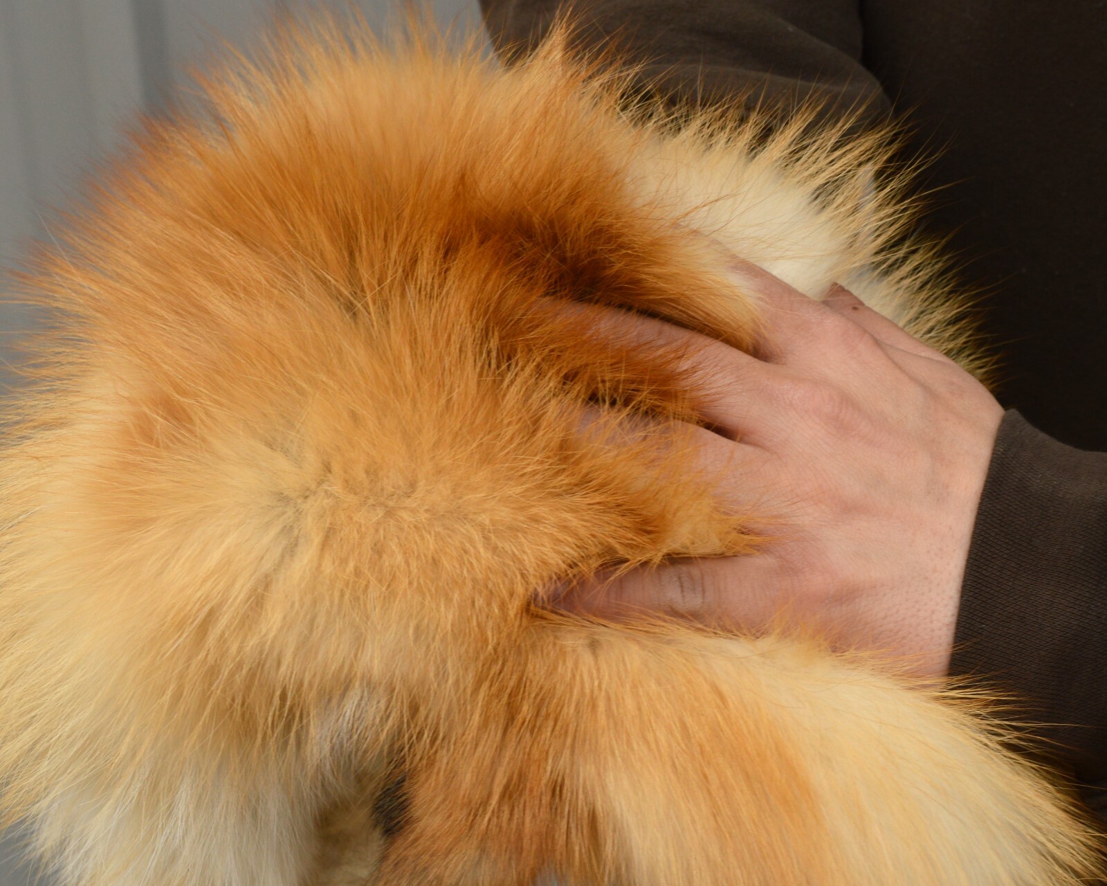 Tanned Red Fox Winter “Heavy Fur” Western XL Pelt, Hide, Medium Grade (rfwhmg)