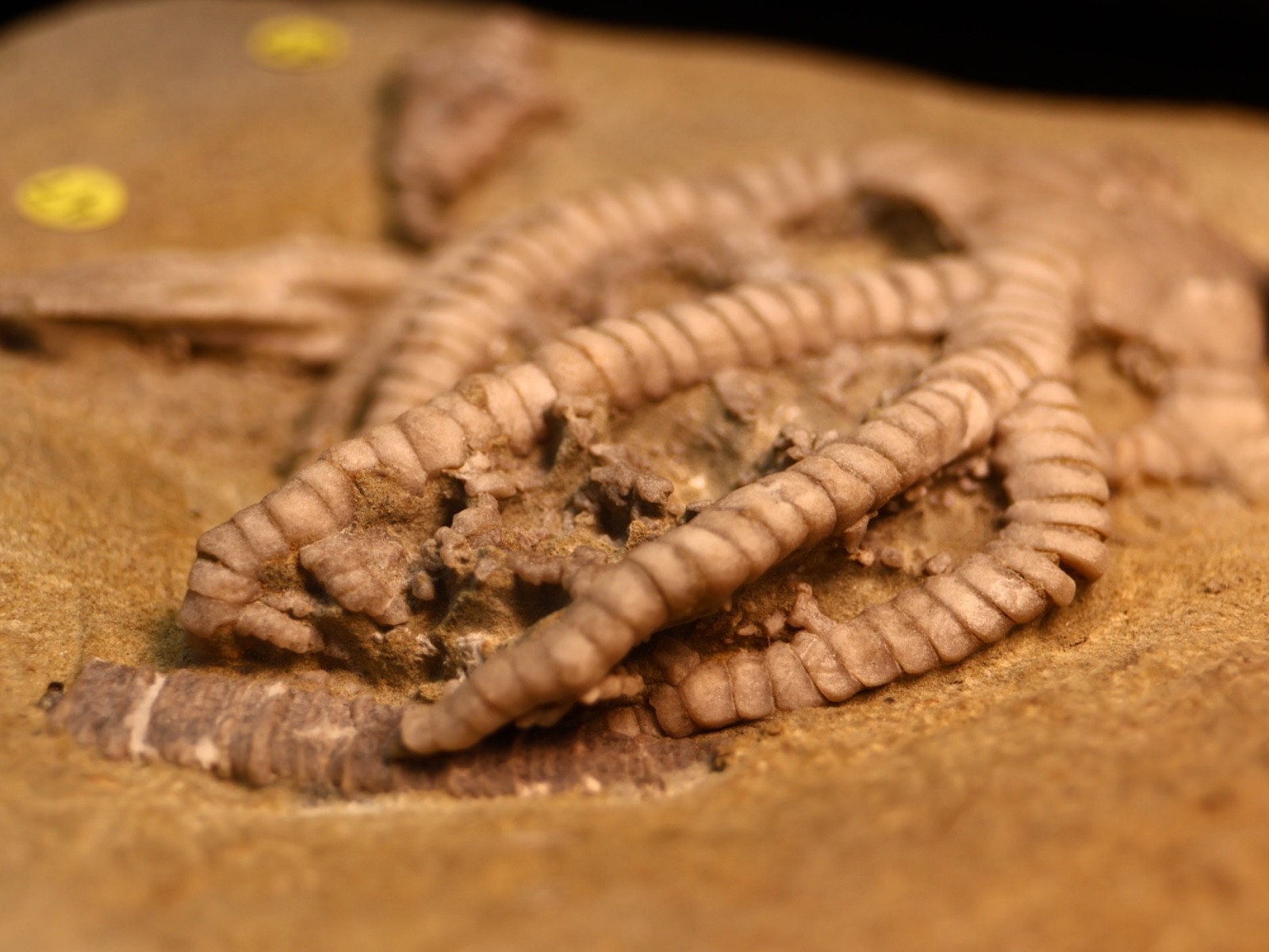 Vortex of Fossil Crinoids, Crawfordsville, IN