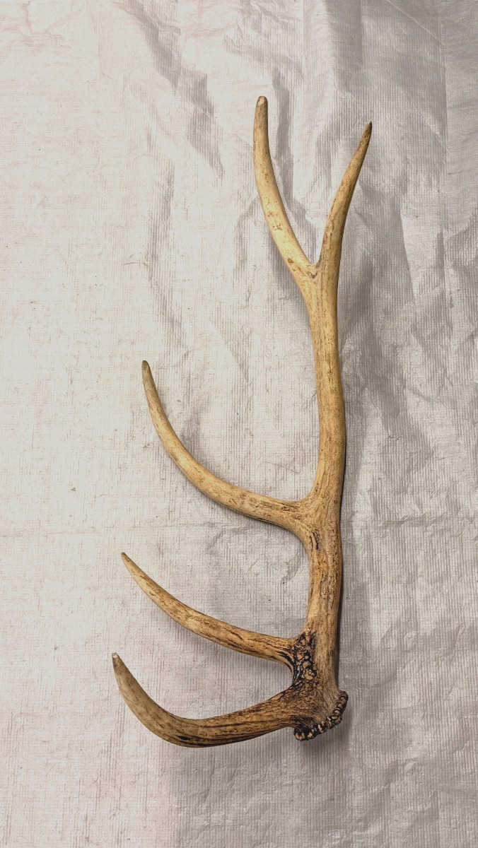 real stag antler shed crafts antlers decor rustic cabin wedding display prop