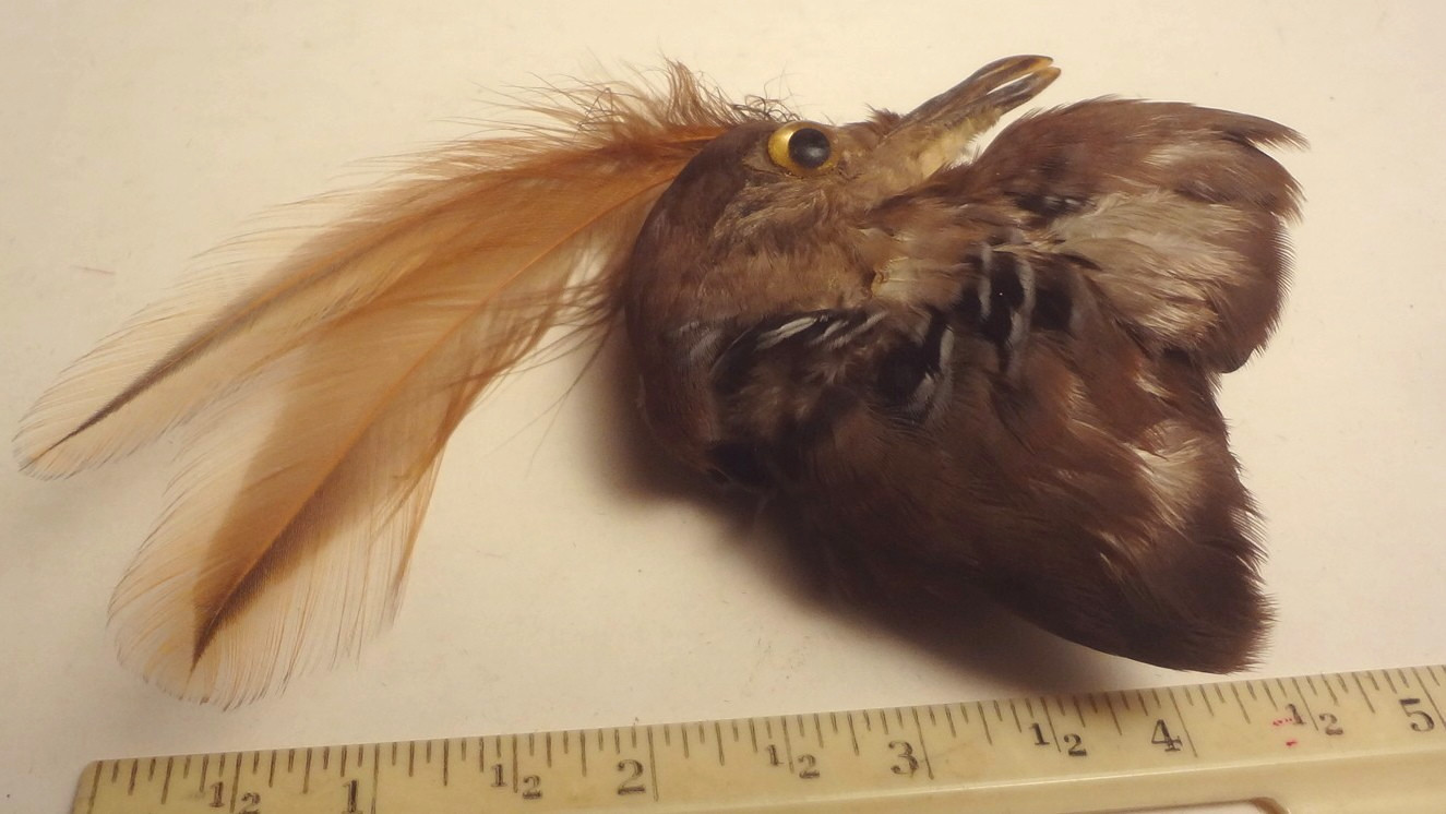 ✅c1860 - VRARE - REAL TAXIDERMY BIRD for HAT or MILLINARY - To Restore FANTASTIC