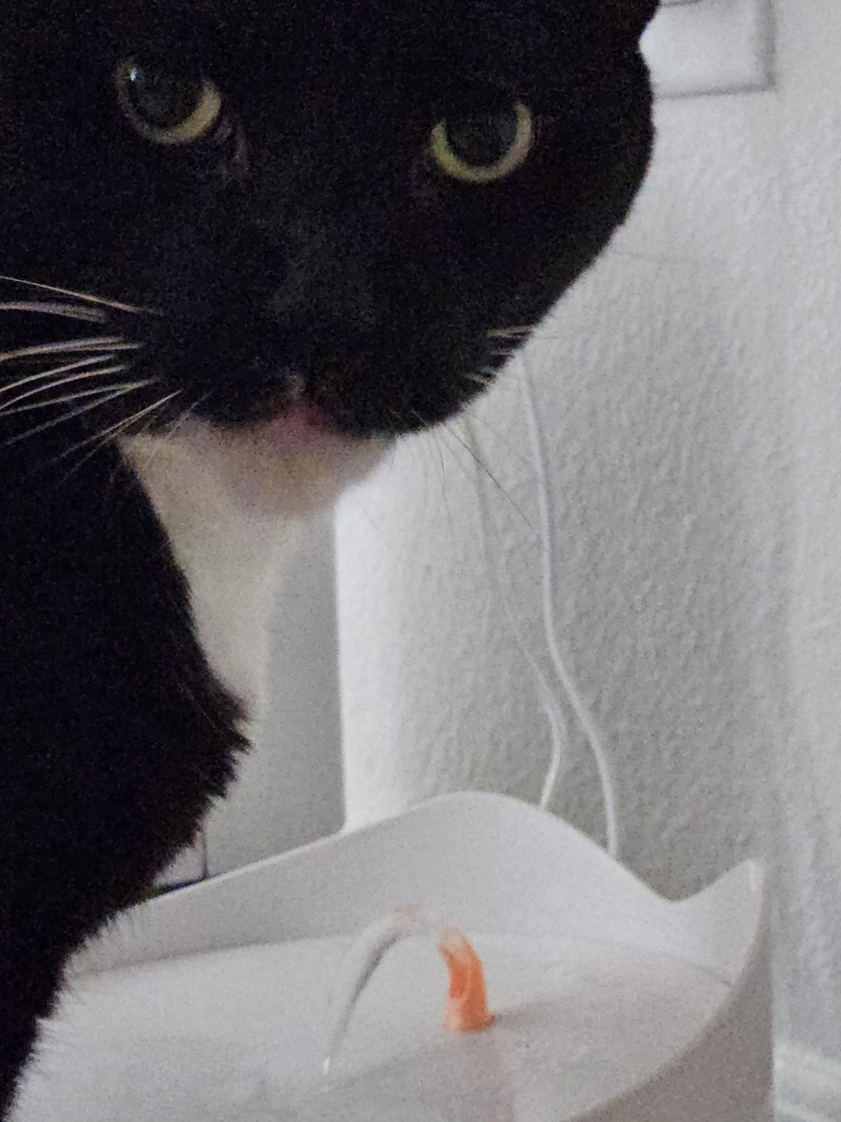 Catit Pixi Water Fountain Replacement Spout (3 Pack)