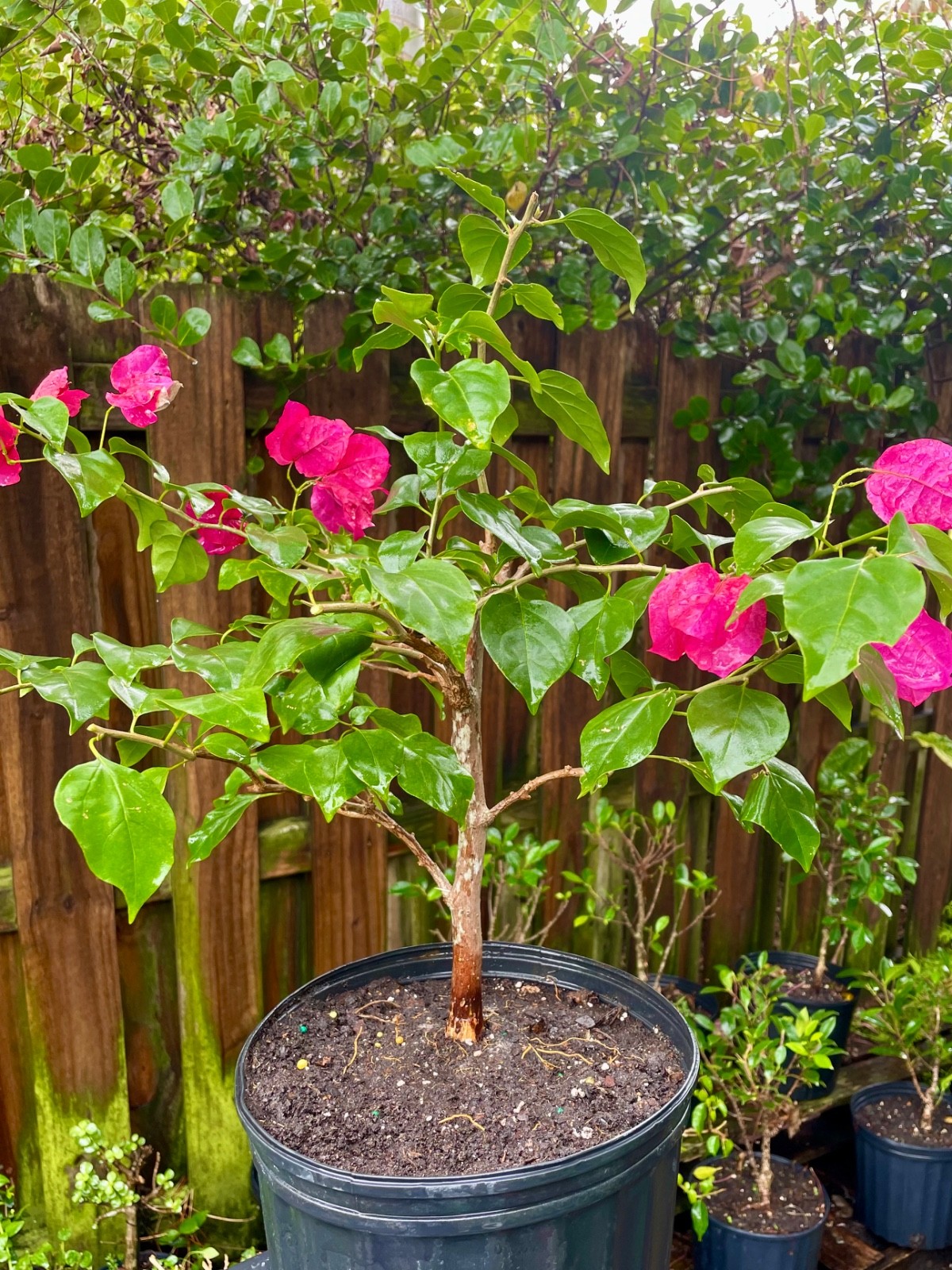 Bonsai Style Pre-bonsai Fuchsia Bougainvillea Tree 6 years
