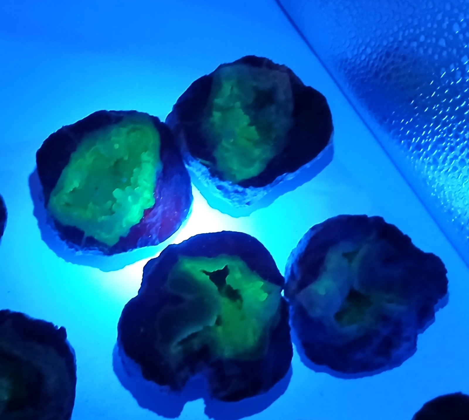 Bulk 2 Pound Group of Small Utah Dugway Geodes Thundereggs 1.50-2.00"