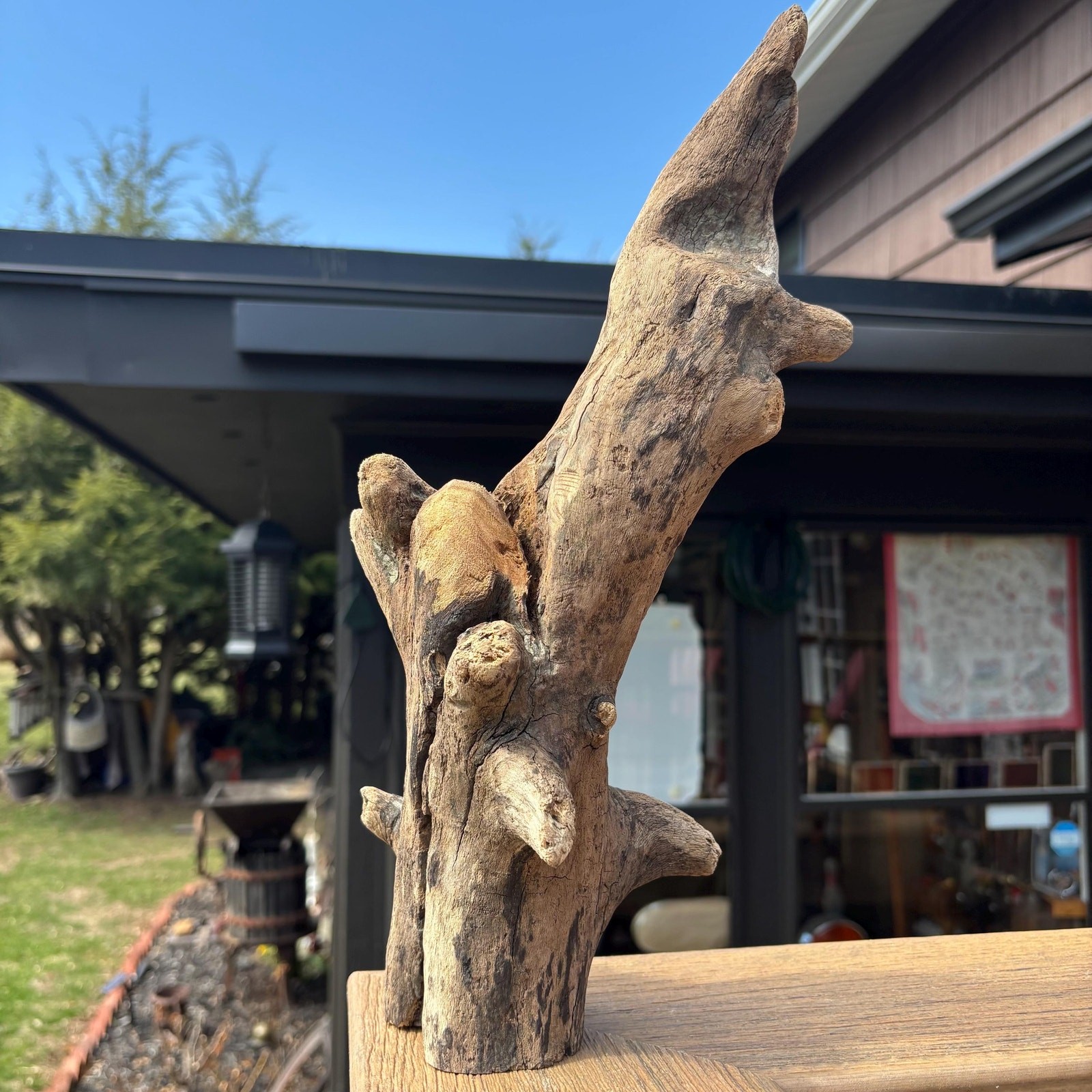 Knobby Tree Shaped Driftwood 14x5x5 – Sculptural Natural Wood Decor