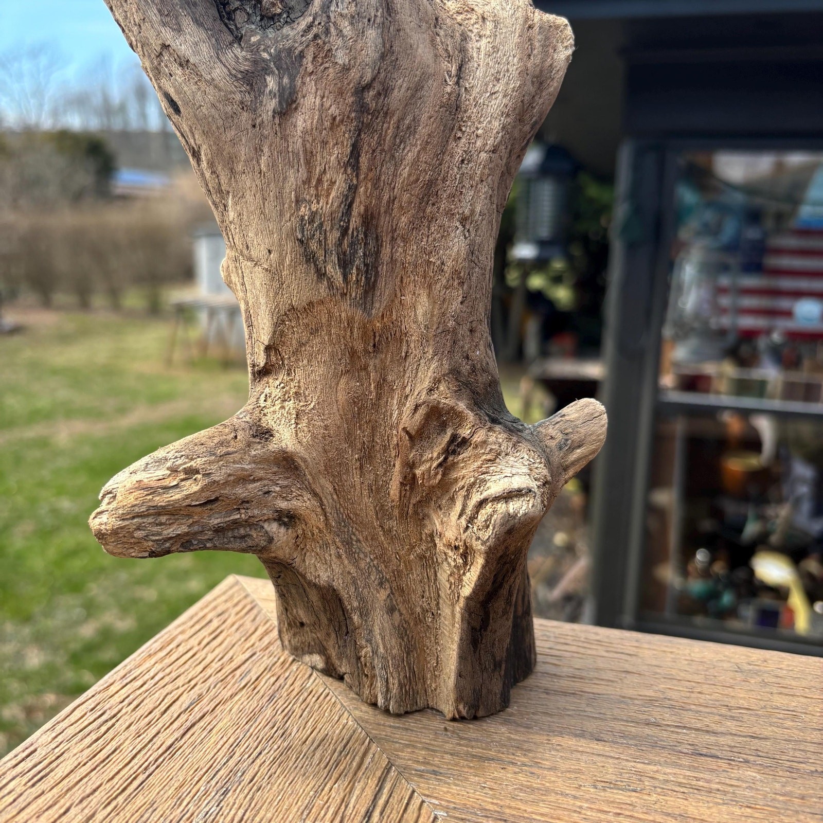 Knobby Tree Shaped Driftwood 14x5x5 – Sculptural Natural Wood Decor