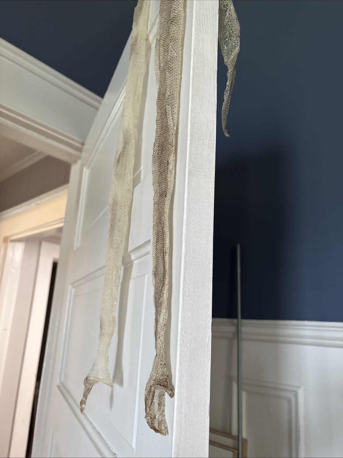 Snake Skins Ball Python 2025 OD Pied And OD Yellow belly