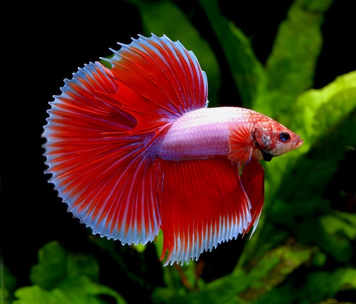 PREMIUM TROPICAL FISH FLAKE FOOD - FREE SINKING AND FLOATING PELLETS!!! AFI