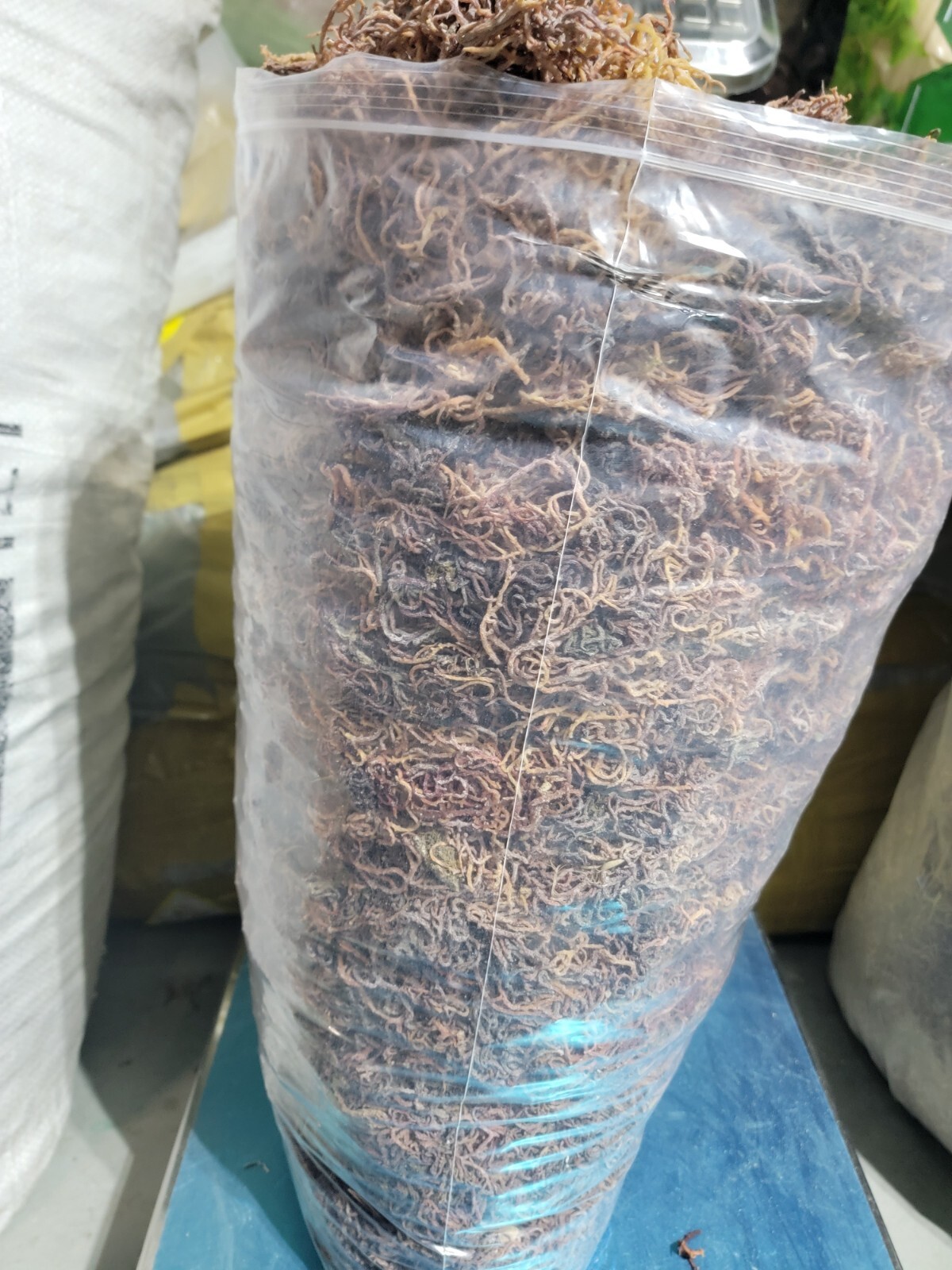 Organic Purple Irish Sea Moss I Wild Crafted Superfood I Raw Sun dried Seamoss
