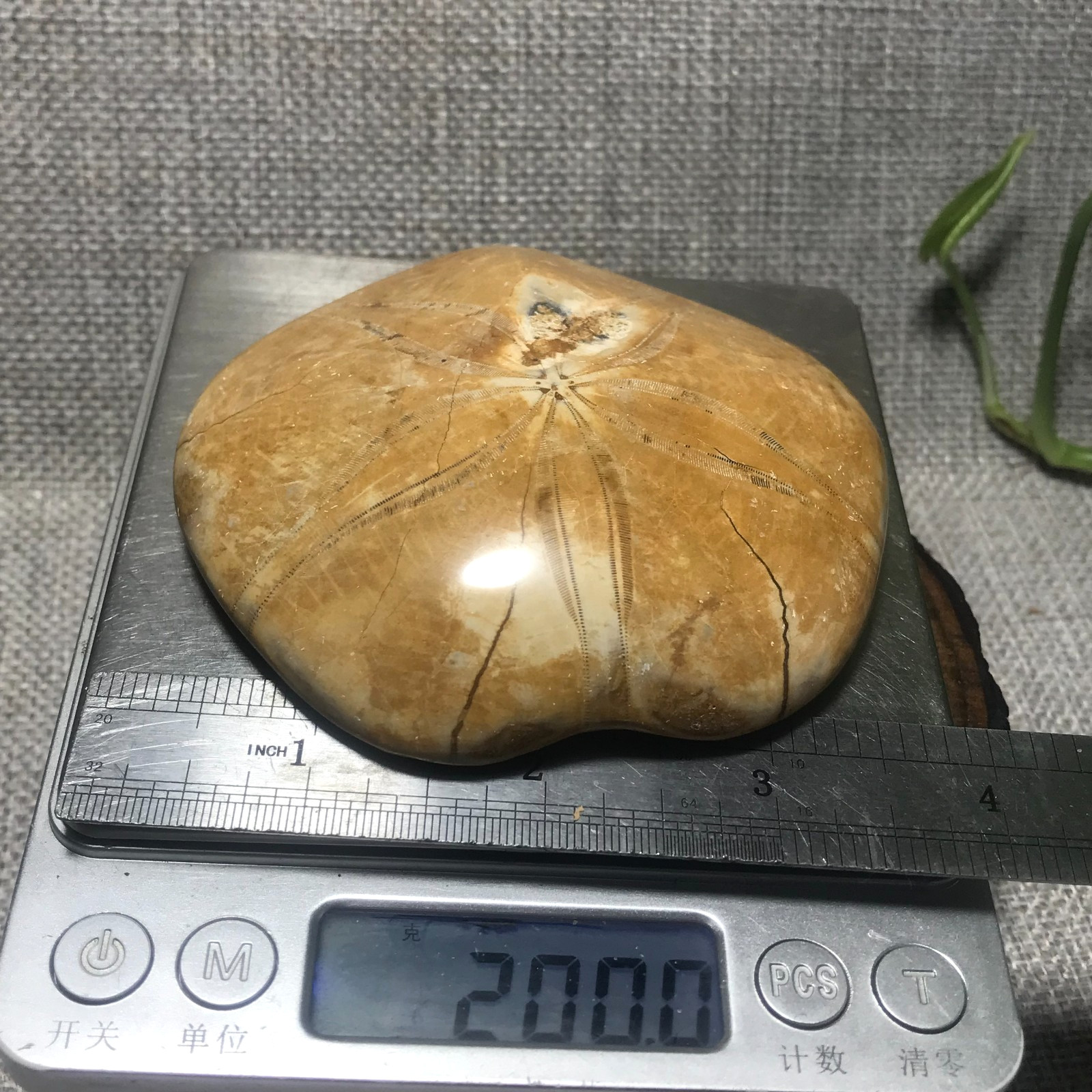 200g Starfish Crystal Specimen 13