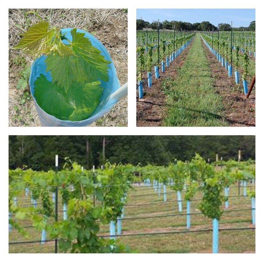 Blue-X Grow Tubes, 30” Grow Tube Box Of 50