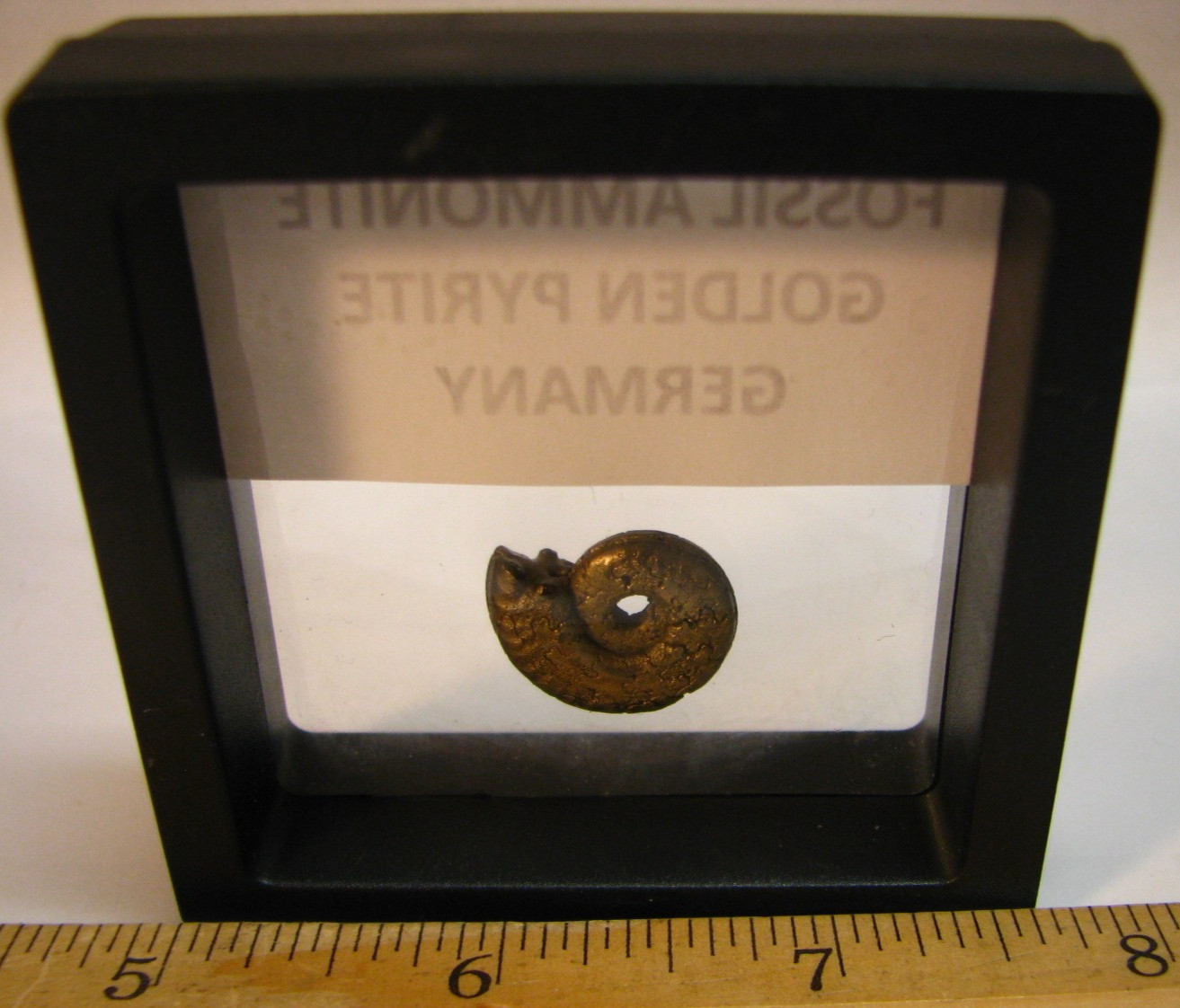 20mm GOLDEN PYRITE AMMONITE FOSSIL THUMBNAIL IN DISPLAY CASE RARE GERMANY #351