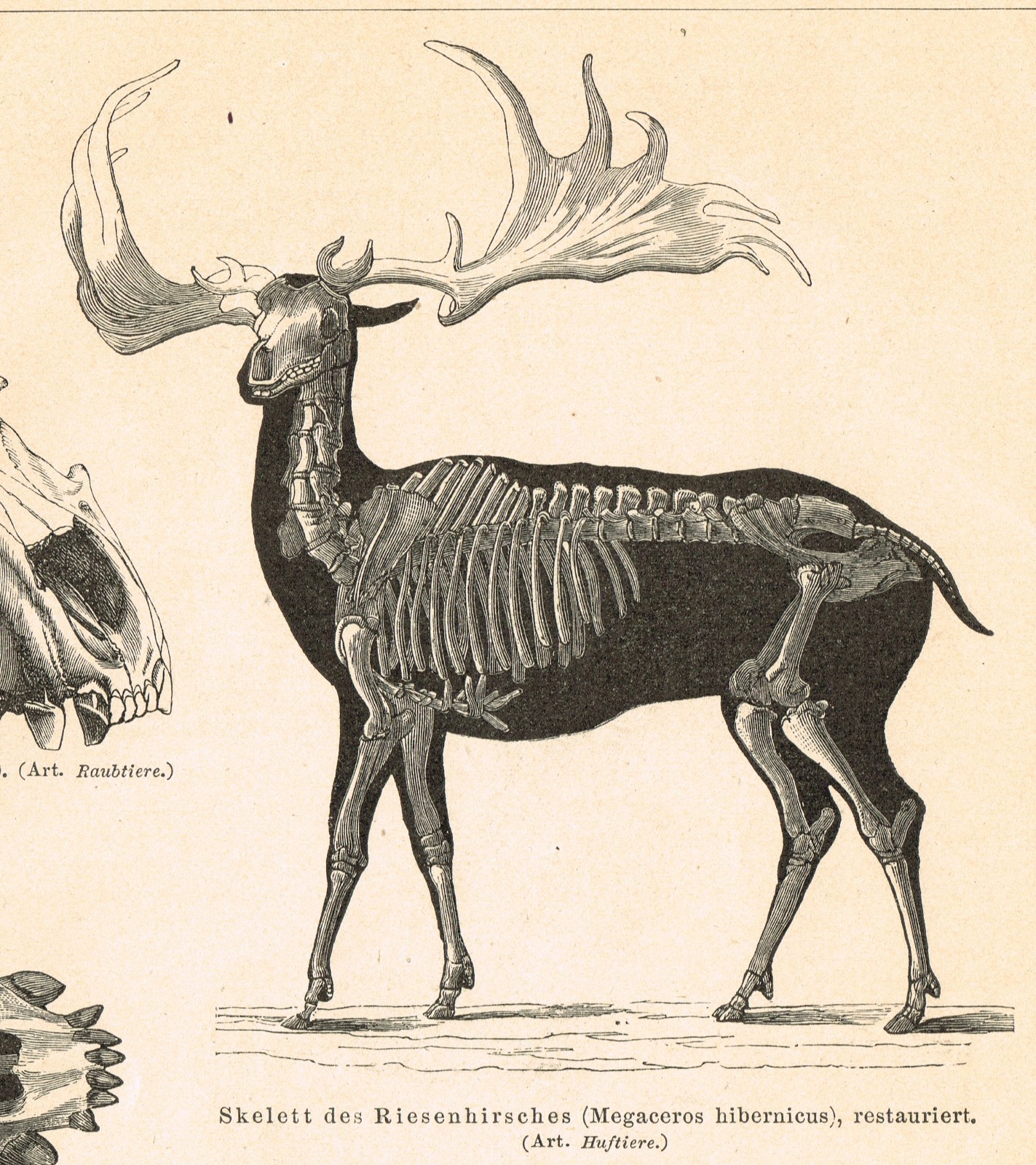 Paleontology Mammoth Bones $ Skull FOSSILS Antique Vintage Authentic Print 1892