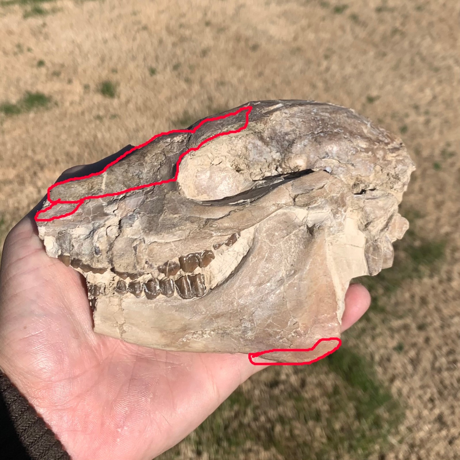Fossil Horse Skull, Mesohippus, White River Badlands, mammal fossils