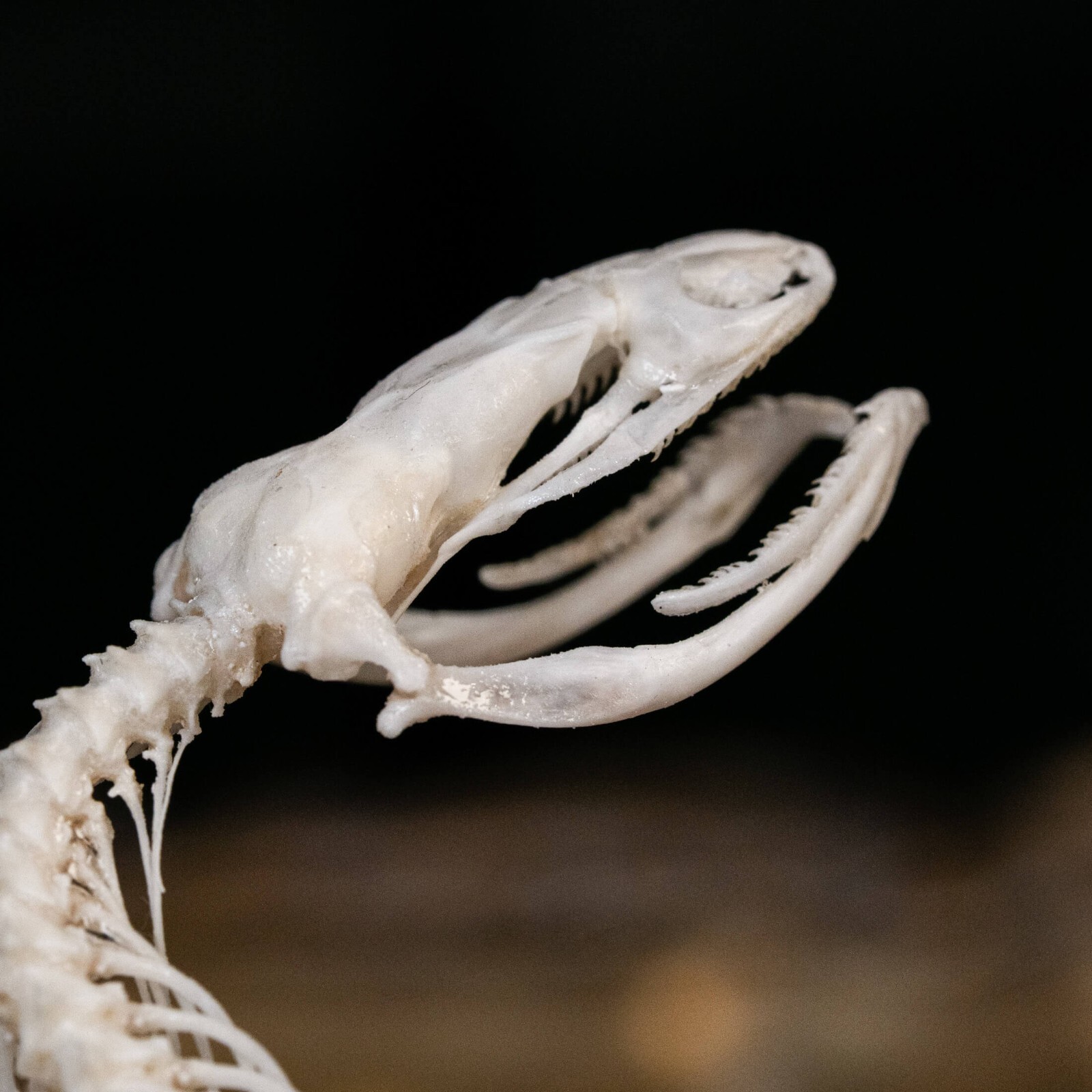 Real Snake skeleton taxidermy in attack pose, snake bone collectibles
