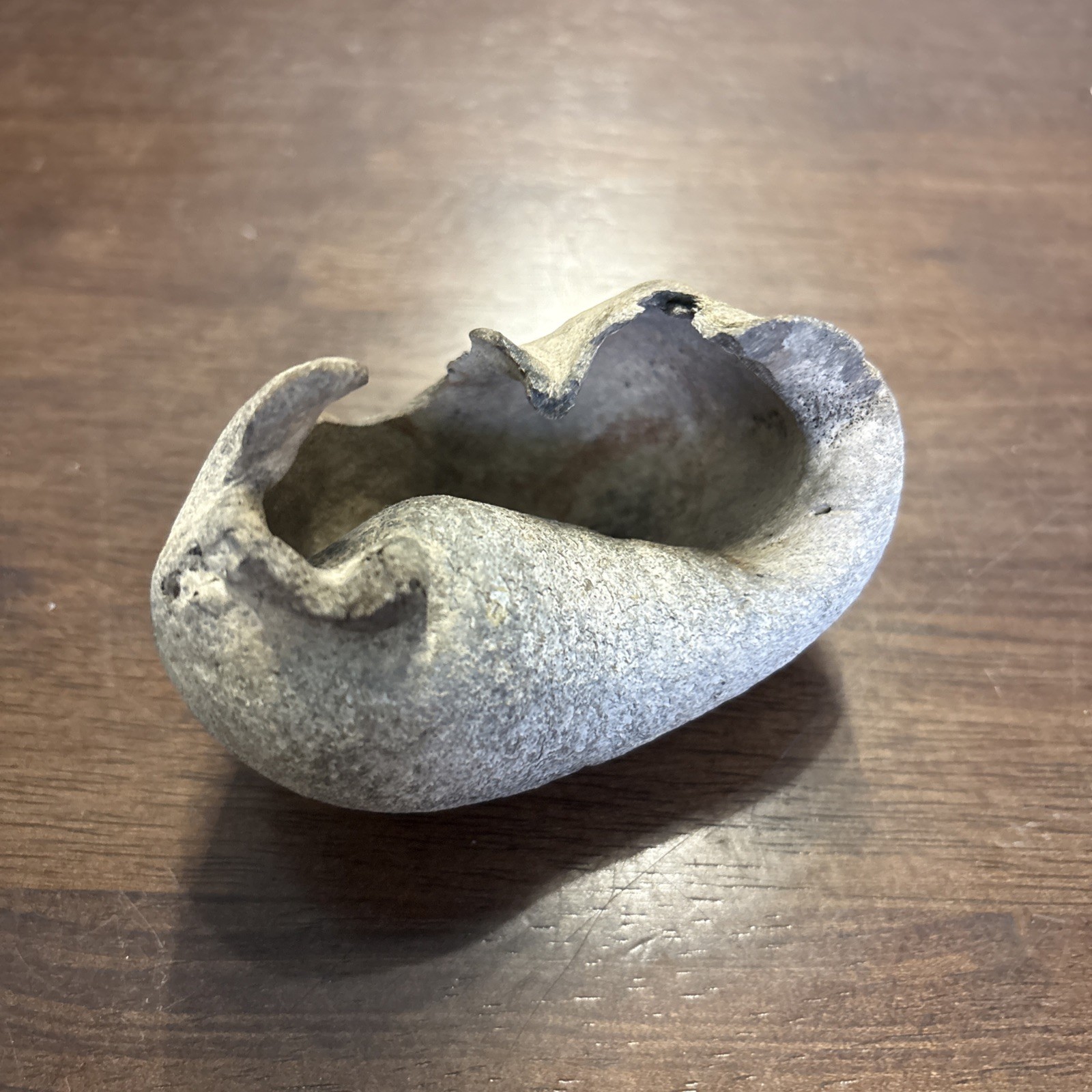 3 Inch Fossilized Whale Ear Bone Concave Rare