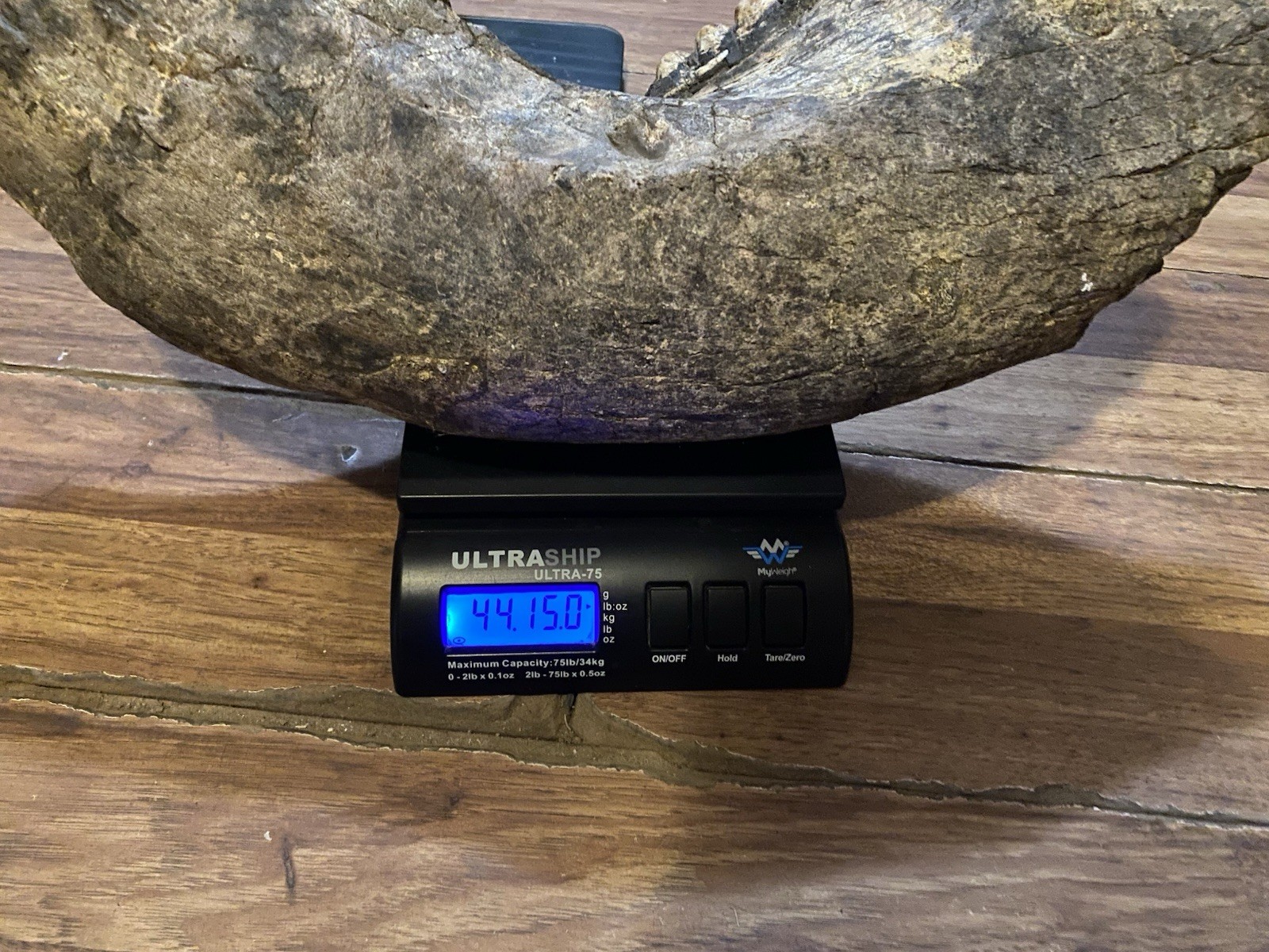 Stegodon Jaw Fossil, Lower Jaw, Indonesia Ice Age