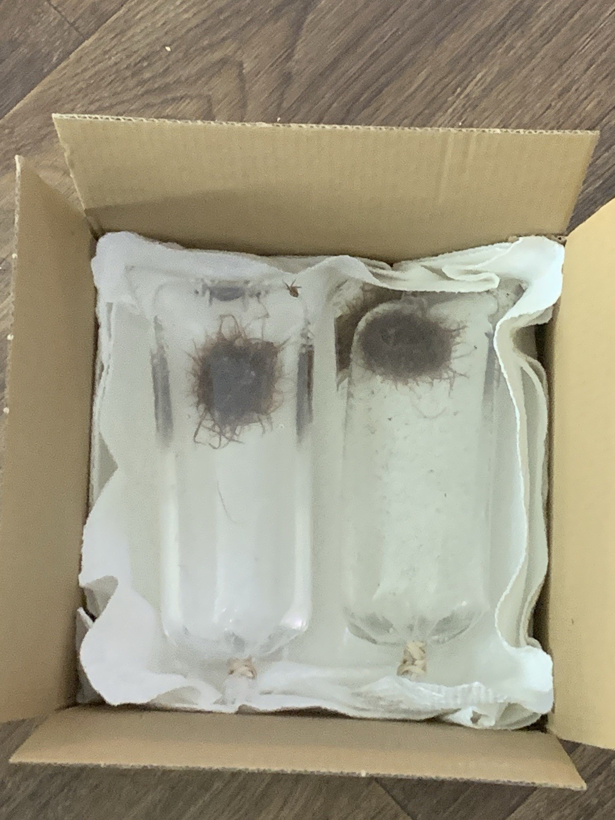 🪱💧 Live BLACKWORMS 100+ Healthy Strand - LIVE FISH FOOD💧🪱