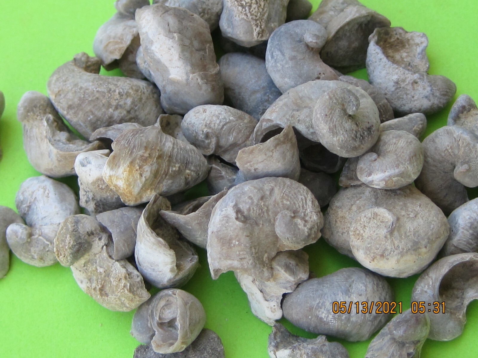 LOT OF 250 FOSSILS 25 of 10 DIFFERENT WHOLESALE