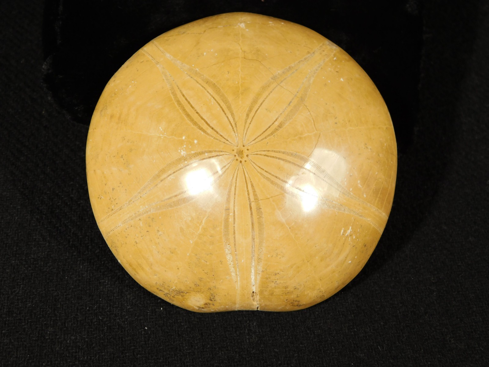 Big! Polished 150 Million Year Old! SAND DOLLAR Fossil Madagascar 200gr