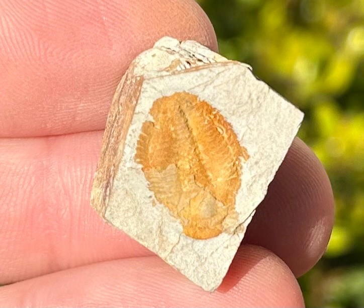 Georgia Fossil Trilobite Aphelaspis brachyphasis Conasauga Formation Cambrian