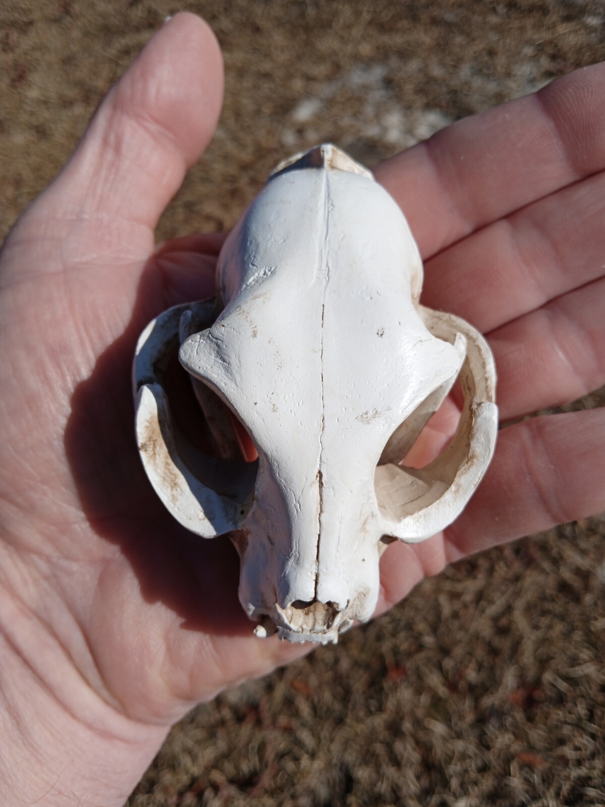 High Quality Replica Resin 😺 Cat Skull. Beautiful Display Cat Skull. Y3