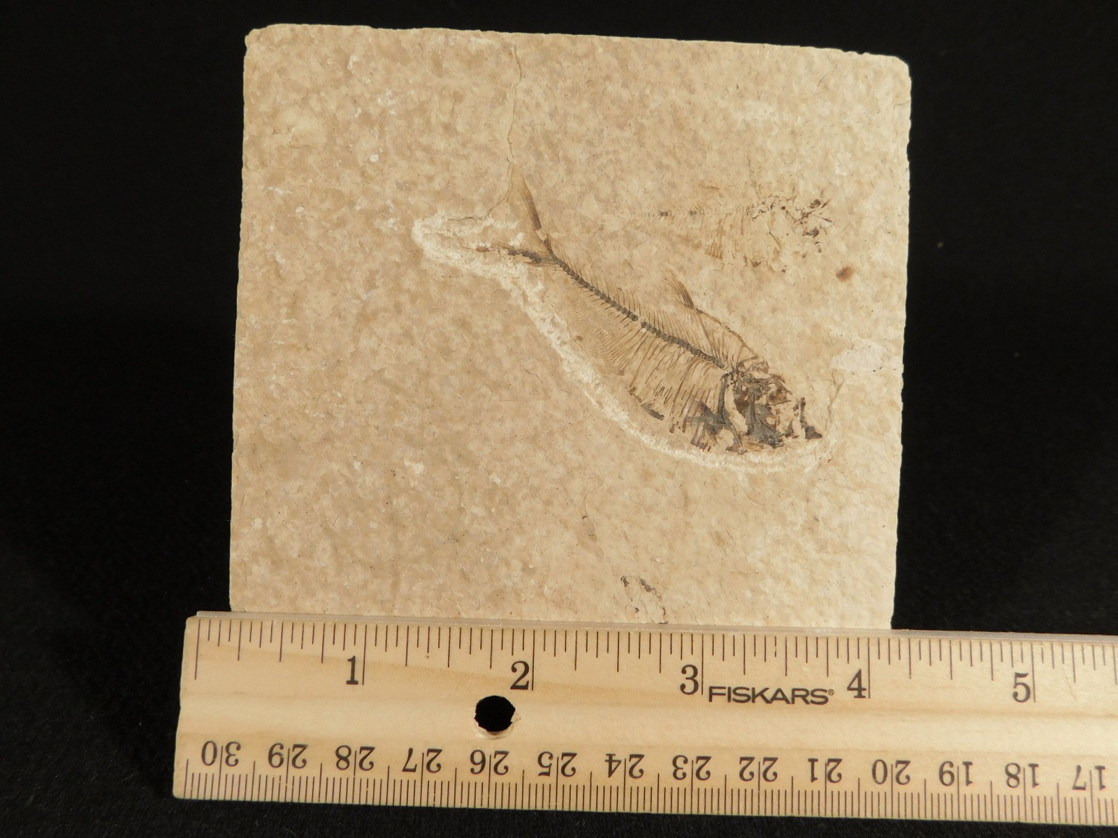 X-RAY Bones! 50 Million Year Old Diplomystus FISH FOSSIL Wyoming 152gr