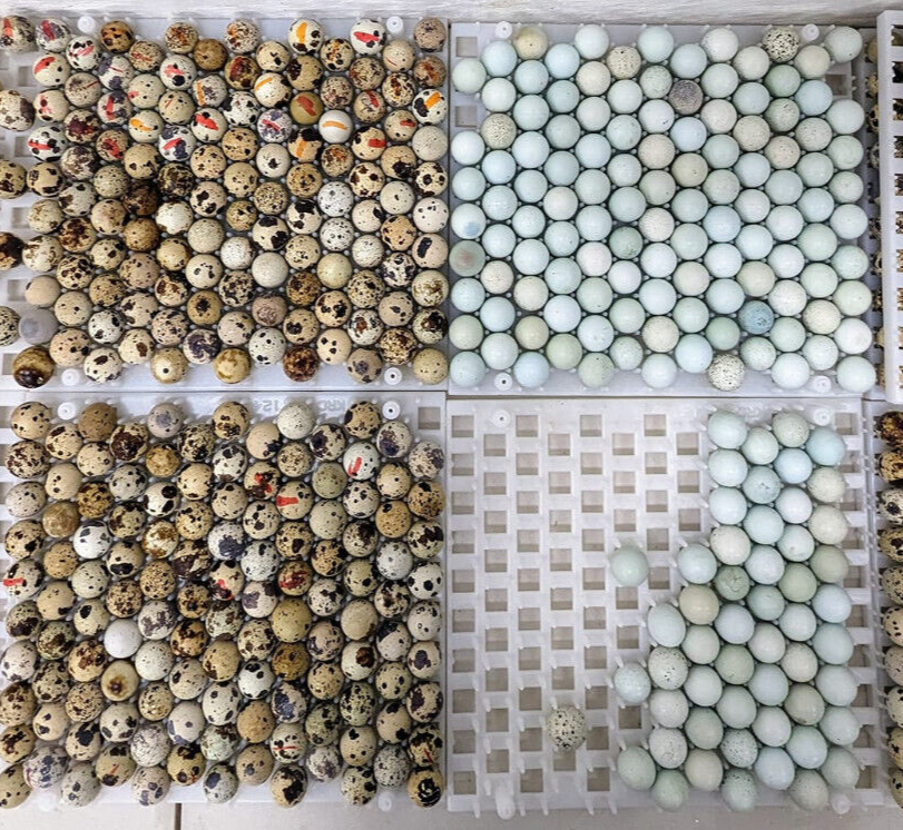 35 ++ Rainbow Coturnix Quail Hatching Eggs