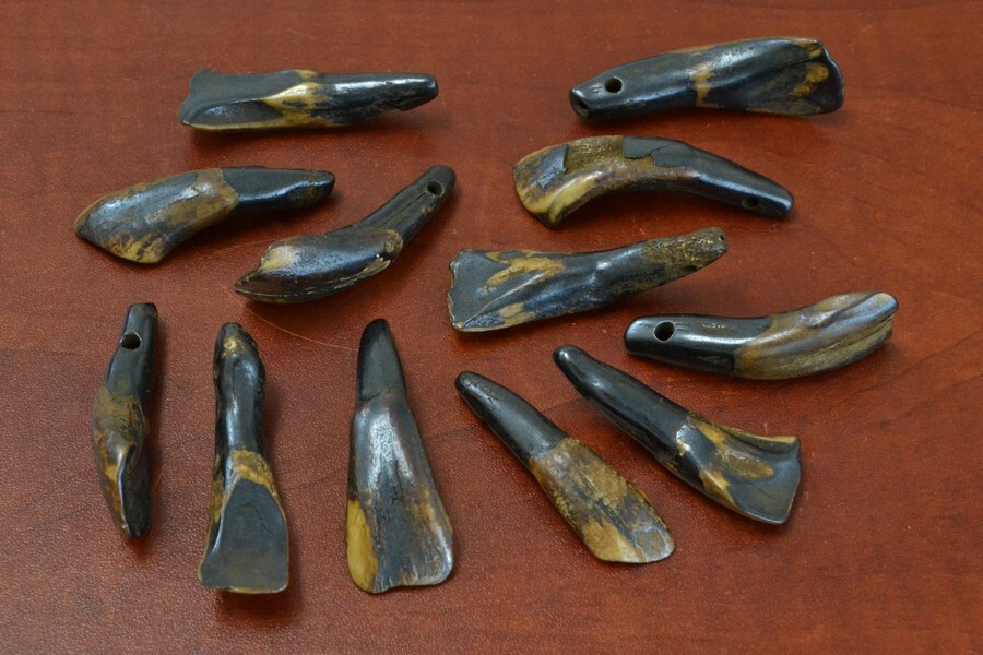 500 DRILLED GENUINE BROWN BUFFALO TEETH TOOTH BEADS PENDANTS CRAFT