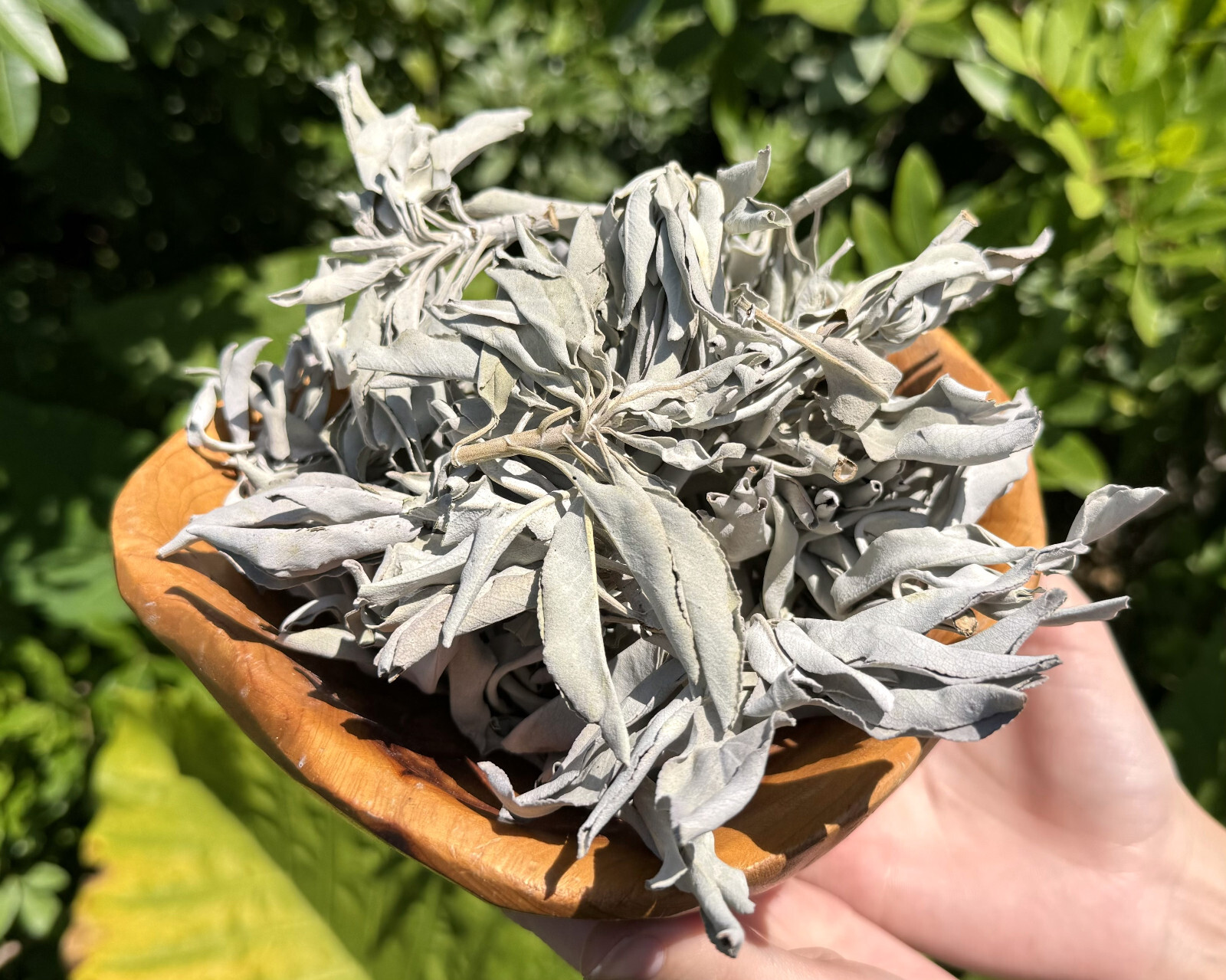 1 lb Loose White Sage Smudge Leaves & Clusters (Cleansing Smudging Purification)