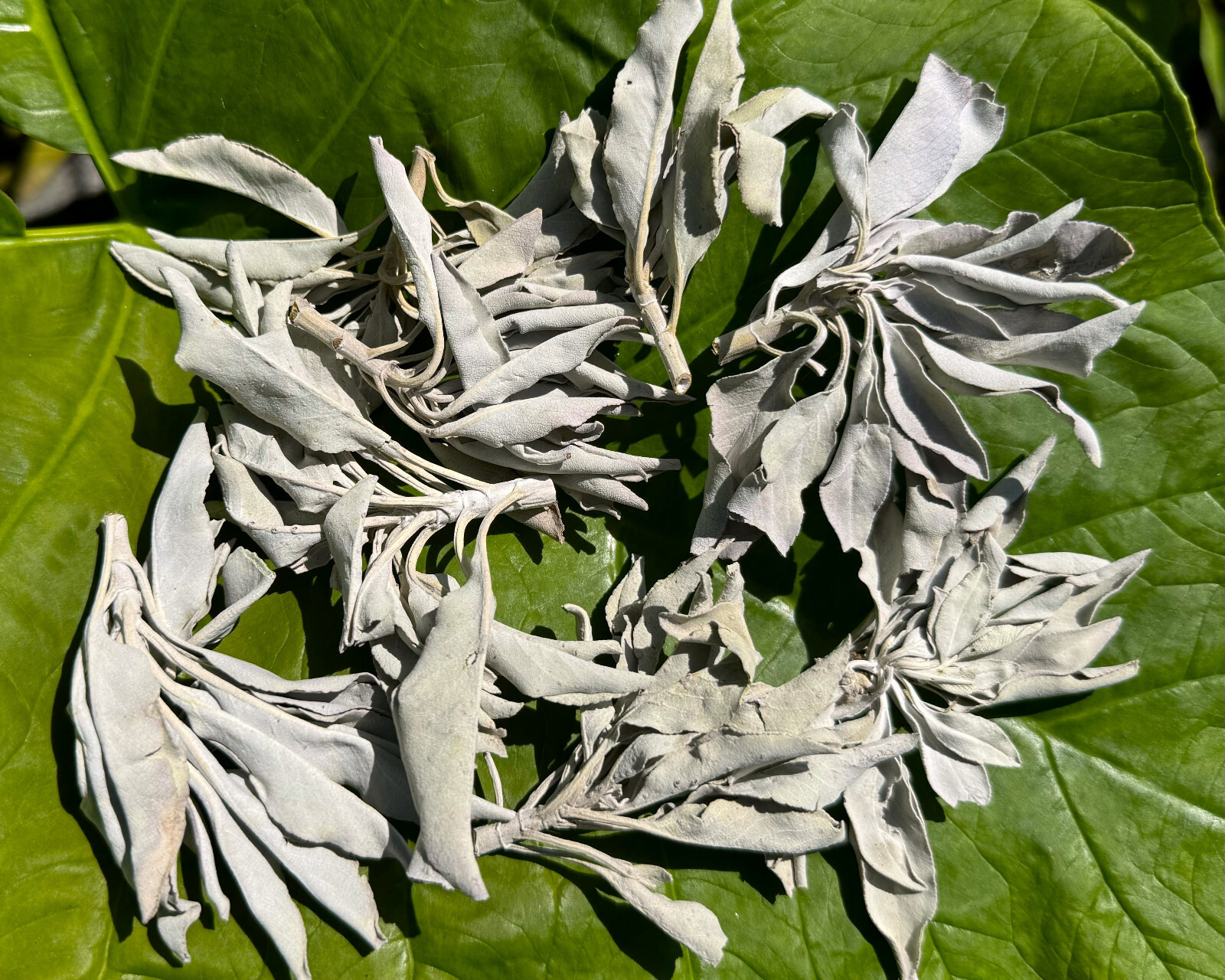 1 lb Loose White Sage Smudge Leaves & Clusters (Cleansing Smudging Purification)