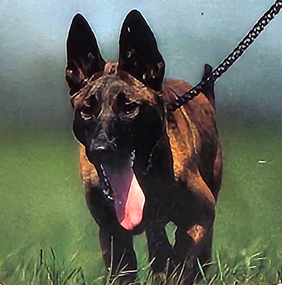 72" Heavy Duty Chrome Chain Dog Pet Leash w/ Black Leather Strap Strong Holding