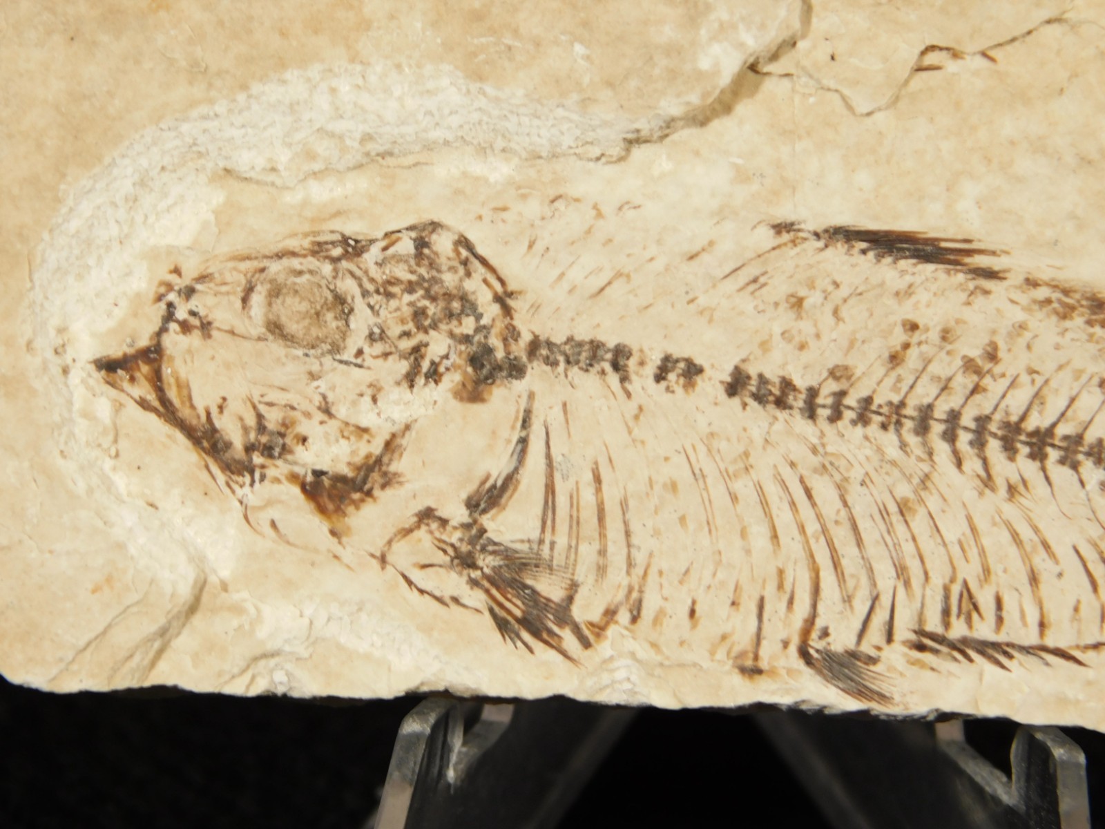 X-RAY BONES! Knightia FISH Fossil From Fossil Lake Wyoming 48.6gr