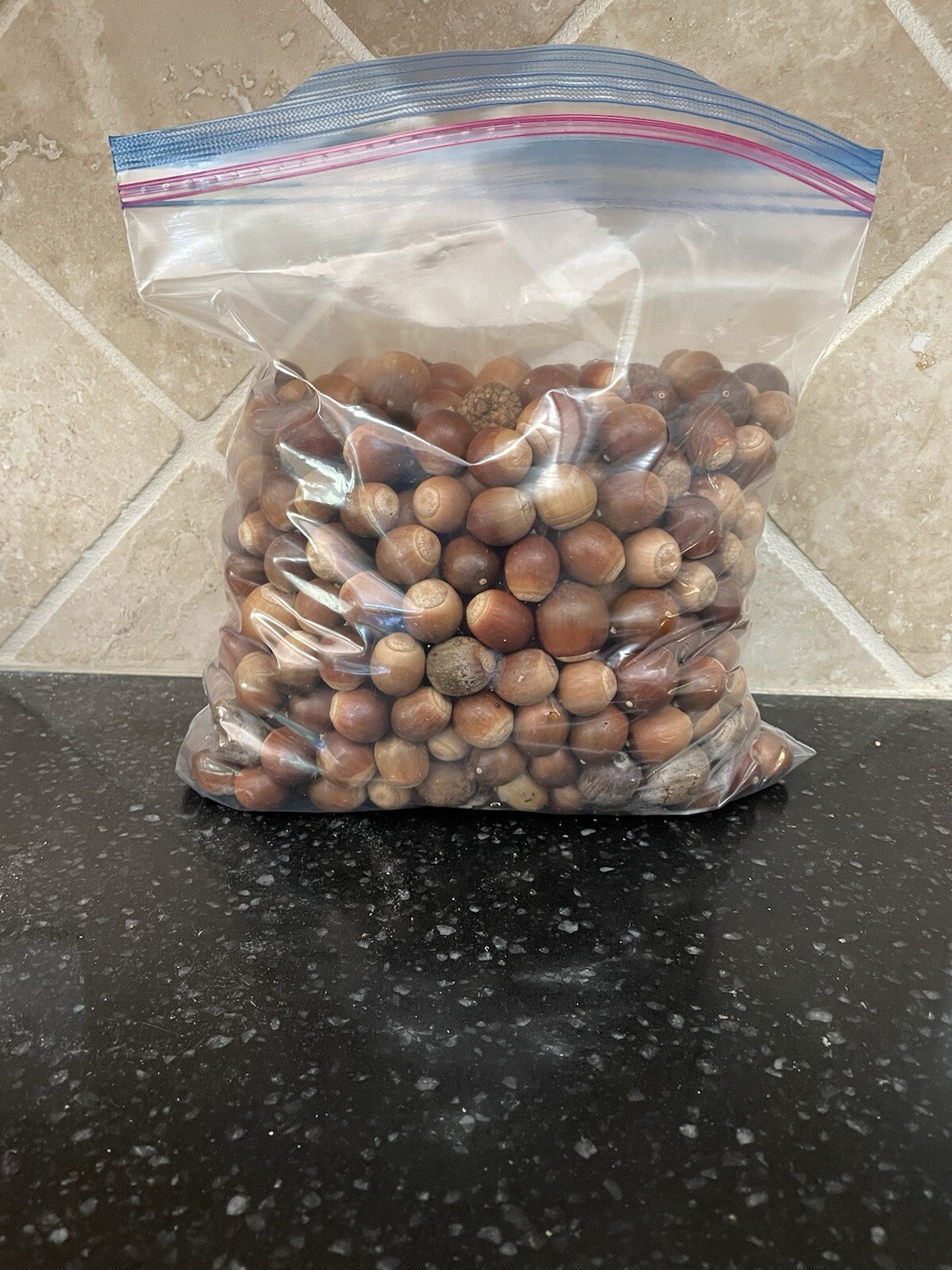Acorns Bulk 5# Collected Fall 2025  For Deer, Squirrels Or Crafts.