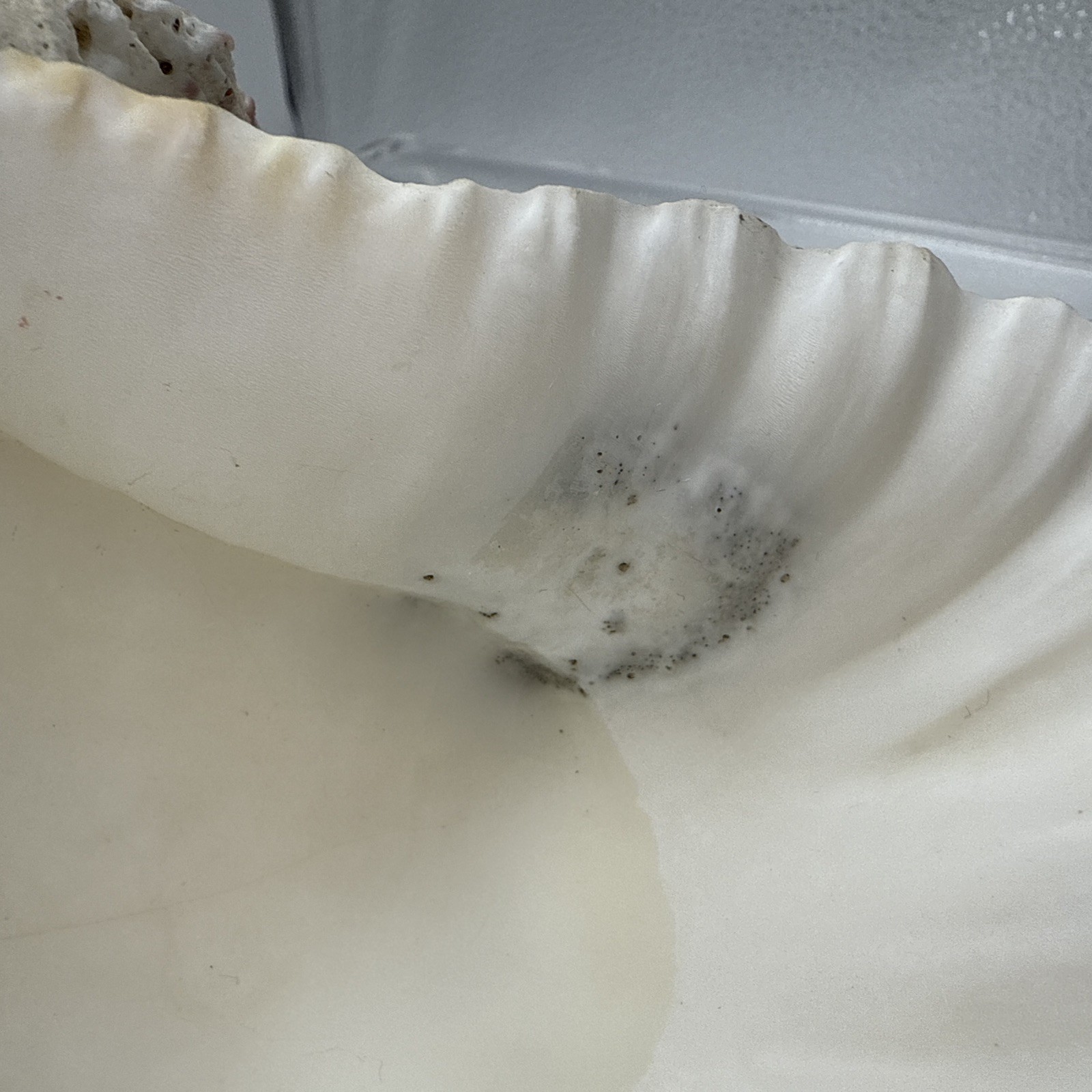 Giant Clam Shell Tridacna Gigas 9.5” Long X 7.5” Wide Fossil Indentations Clean