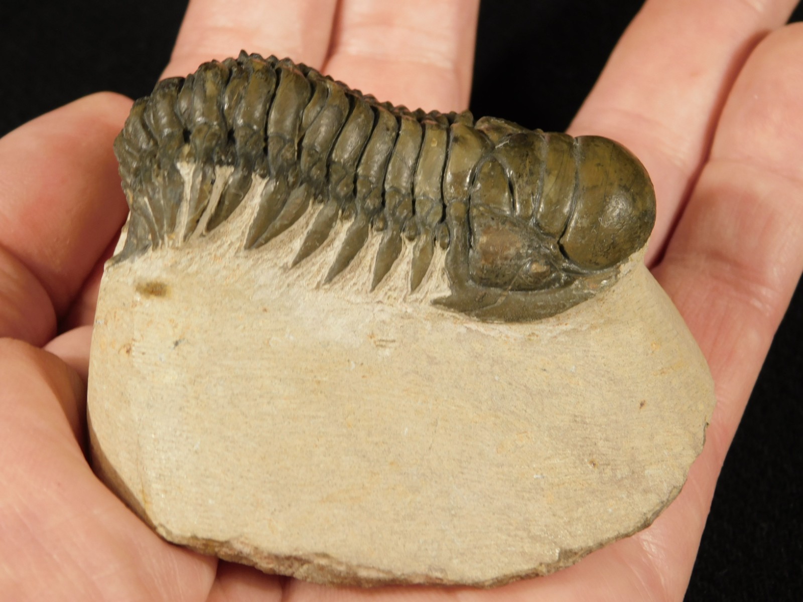 Larger! Crotalocephalina TRILOBITE Fossil 100% Natural Morocco 225gr