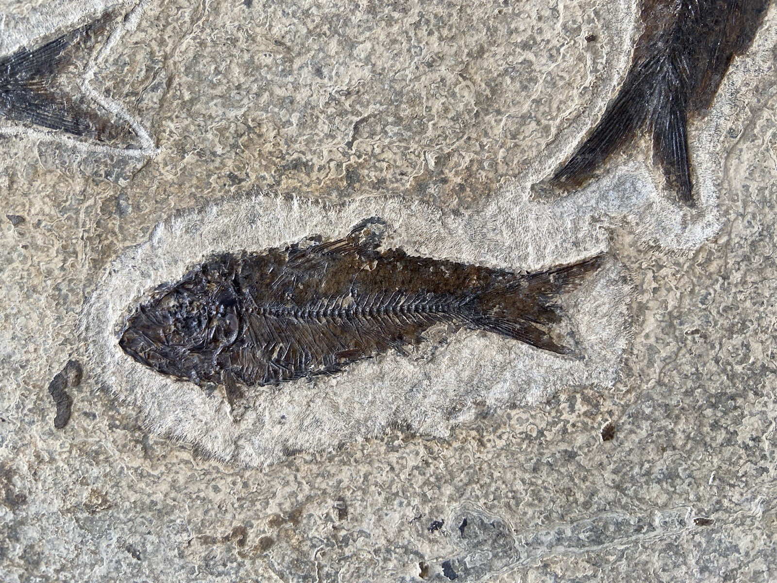 Killer Post Dinosaur Age Fish Fossil Mortality Plate Acid Prep Bottom Cap GRF