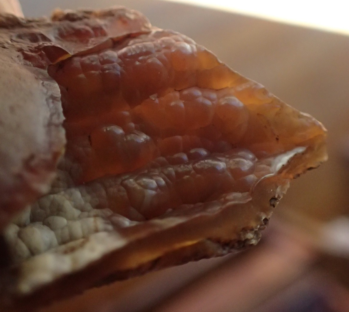 Botryoidal Fossil Coral Geode Fragment GA Agate Amber Ocean Specimen Gem WC17