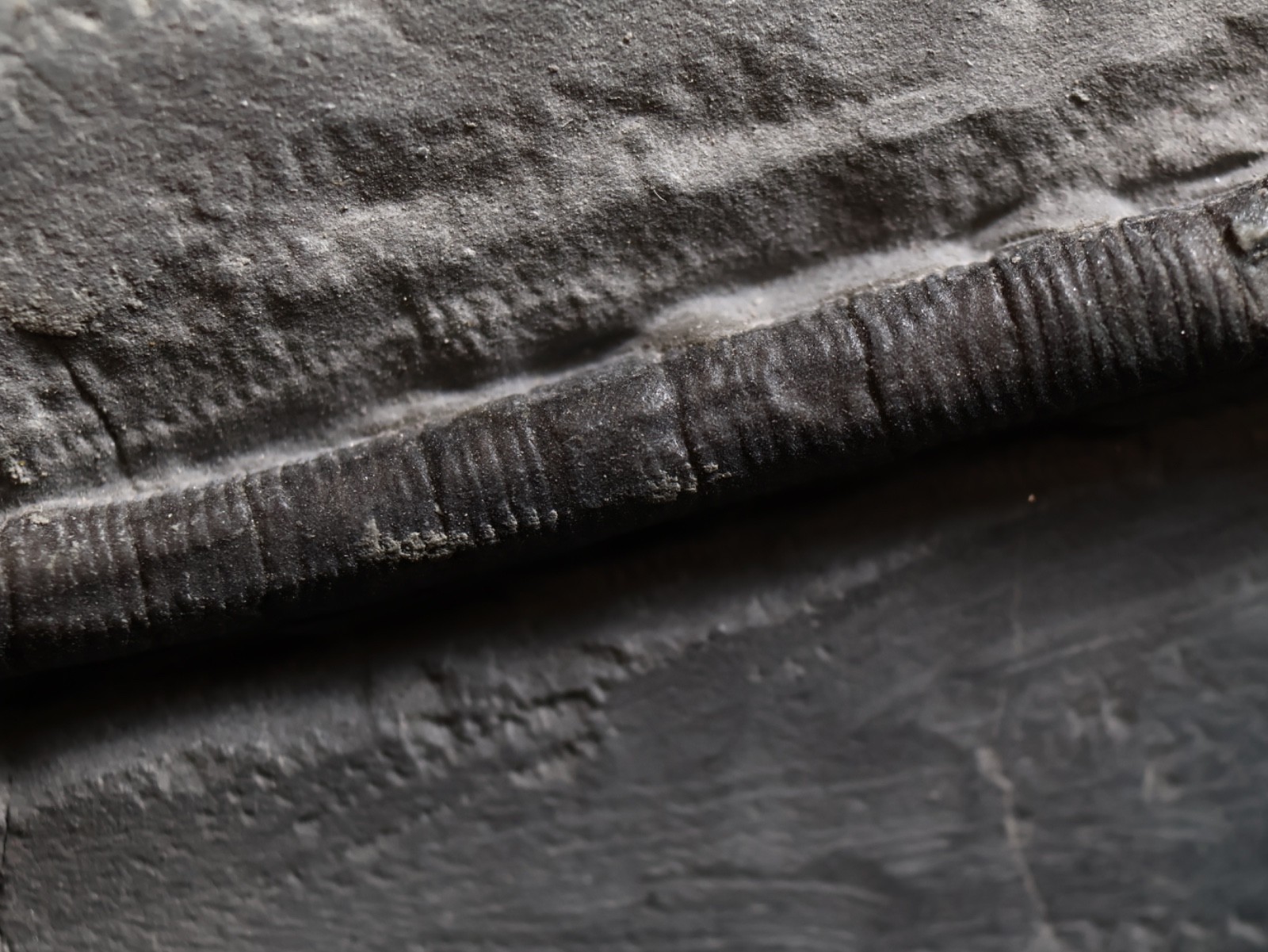 Stately Caryocrinites ornatus Fossil, Crinoid Relation, Middleport, New York