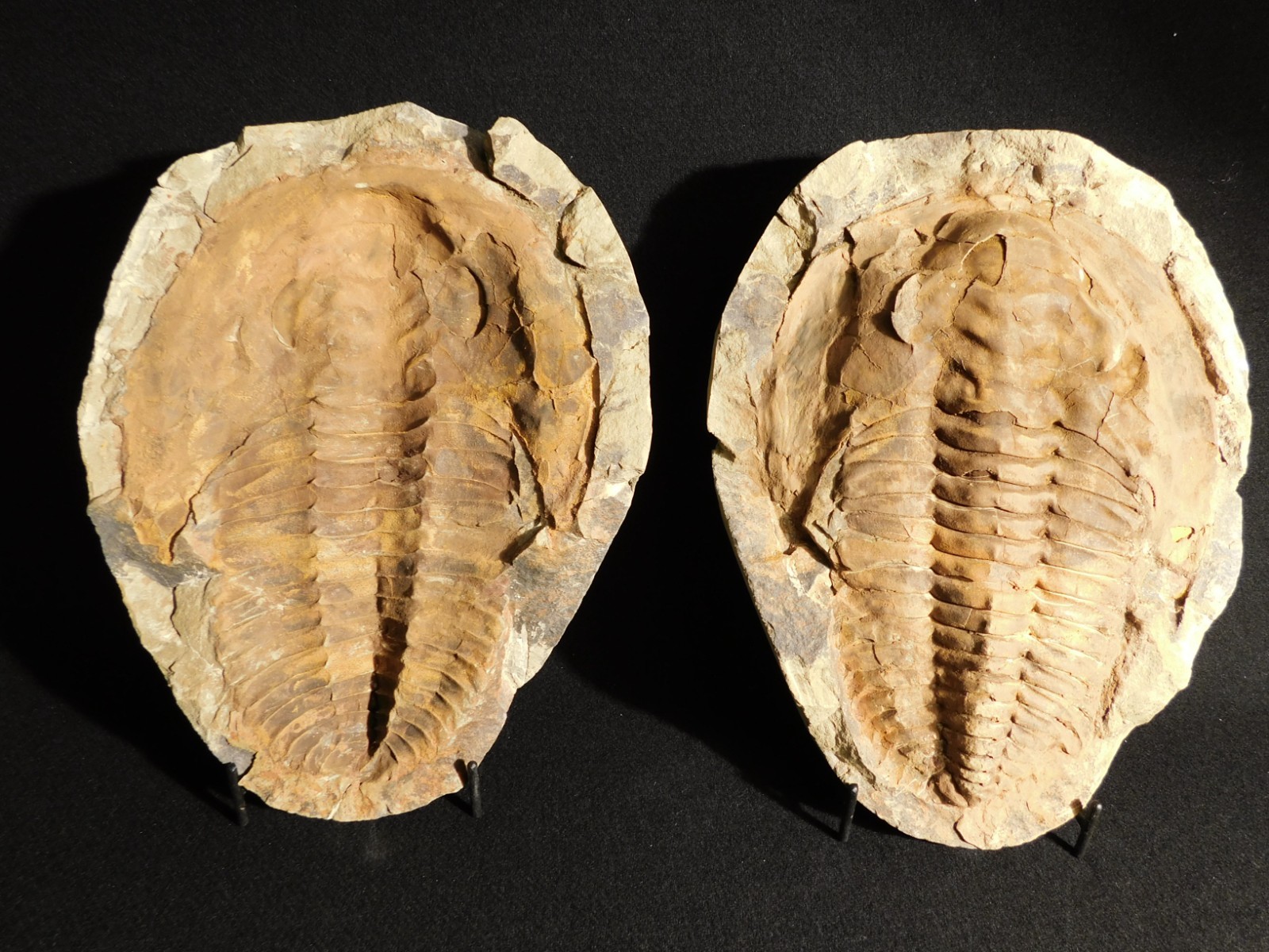 HUGE! 530 Million Year OLD! Andalusiana Trilobite Fossil Anif Morocco 3242gr