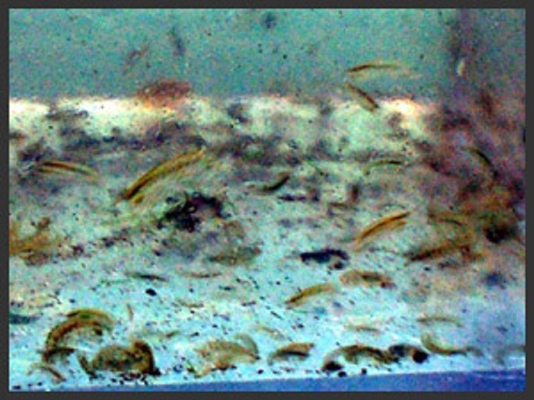 1 PORTION = 100+ AMPHIPODS LIVE SALTWATER FISH FOOD GREAT CLEANERS TOO!