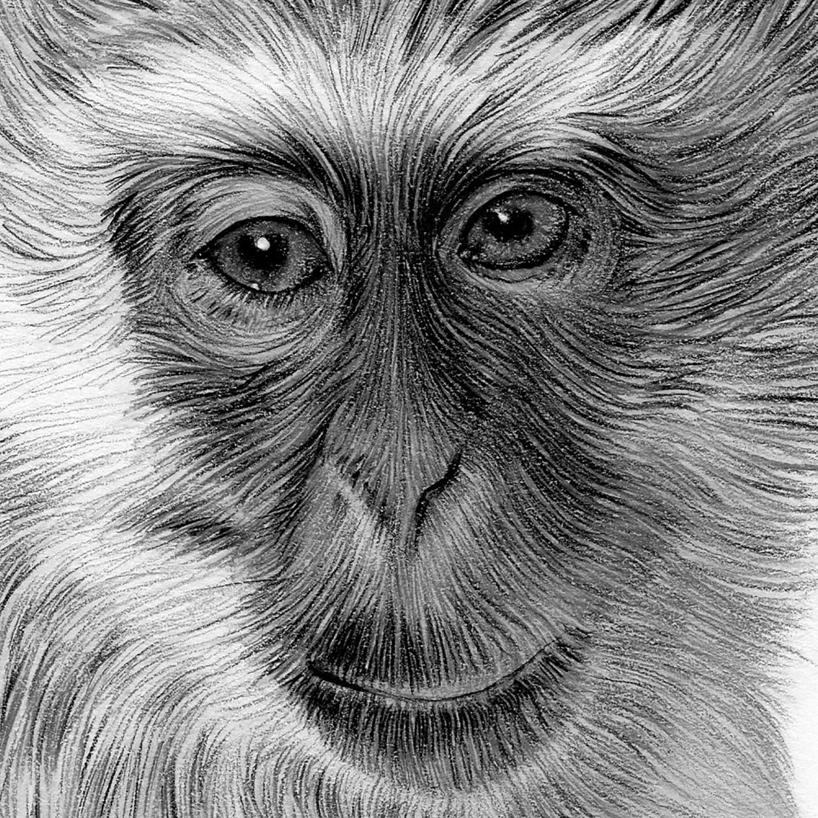 Original signed pencil drawing artwork of a Vervet Monkey - A4 size