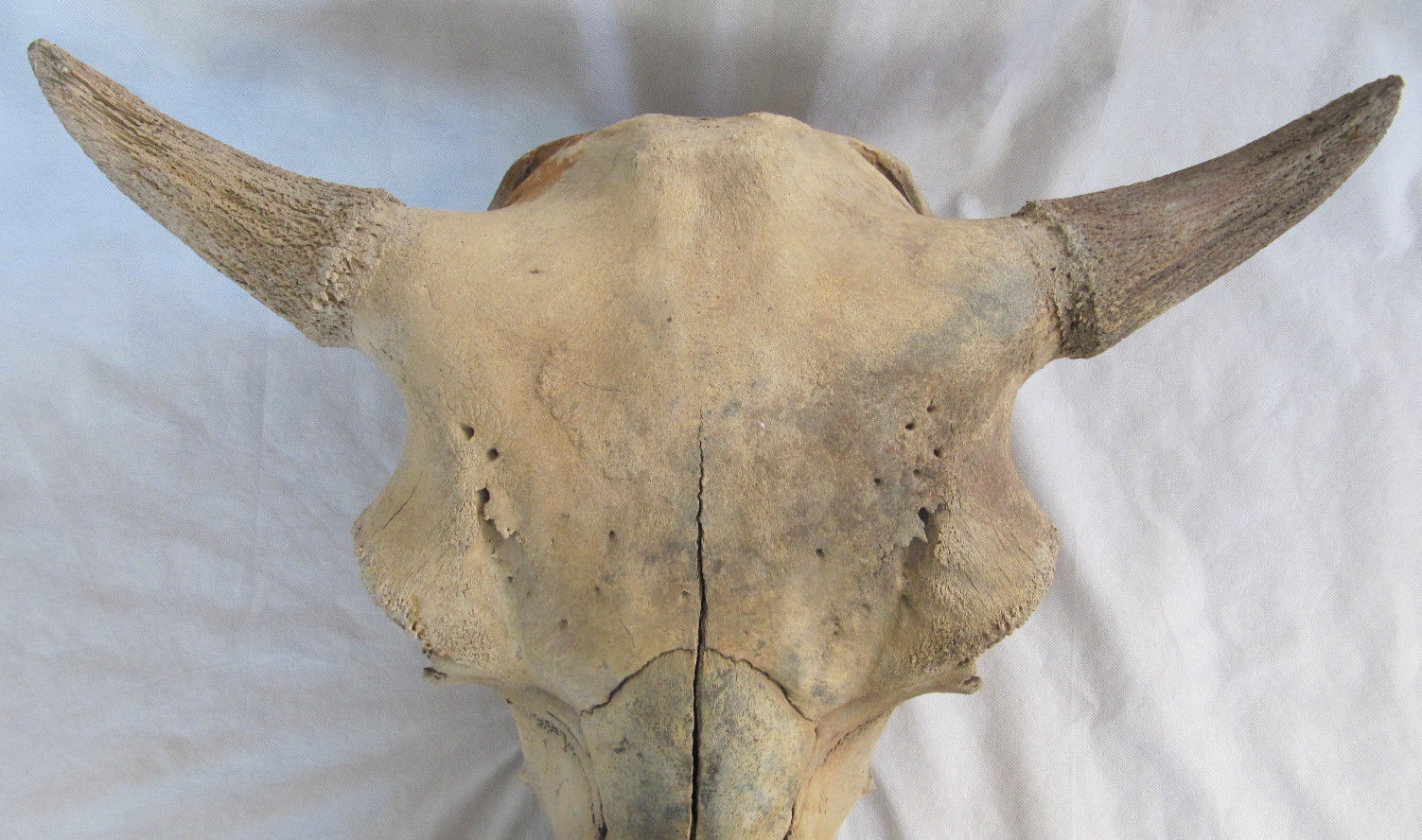 Buffalo Skull Bison Native American Natural History Old Fossil Artifact Decor